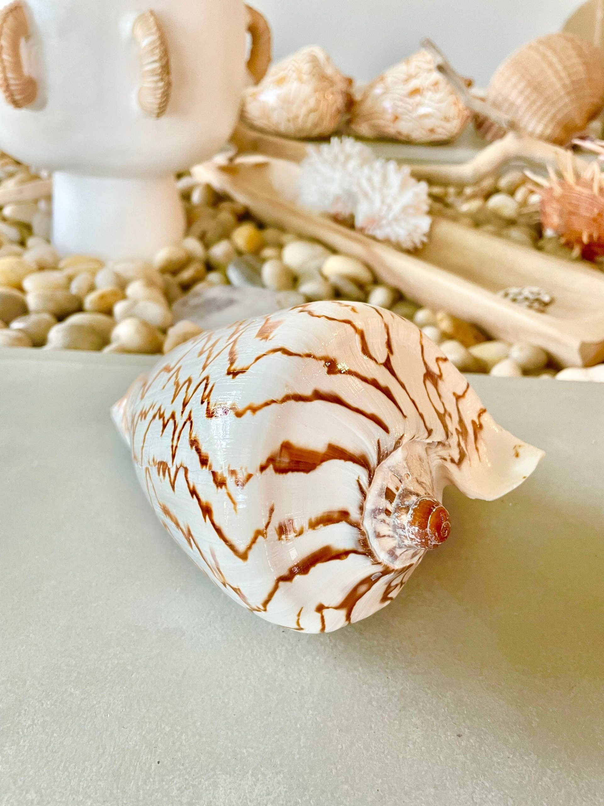 STRIPED NOBLE VOLUTE Shell *All Sizes* Natural Polished Beige Brown Seashell Coastal Décor