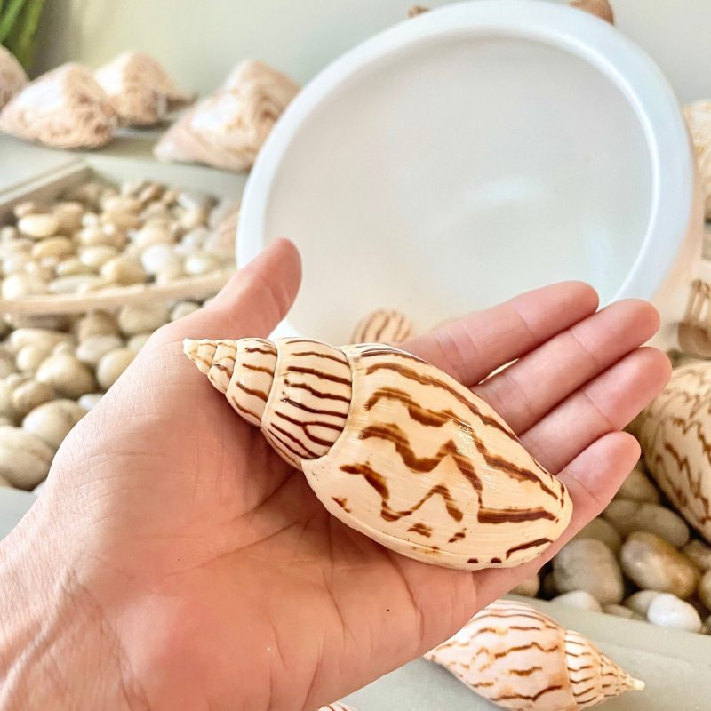 Flag Volute Seashells (Set of 3), 3-4" Beige Brown Patterned Shells, Coastal Décor