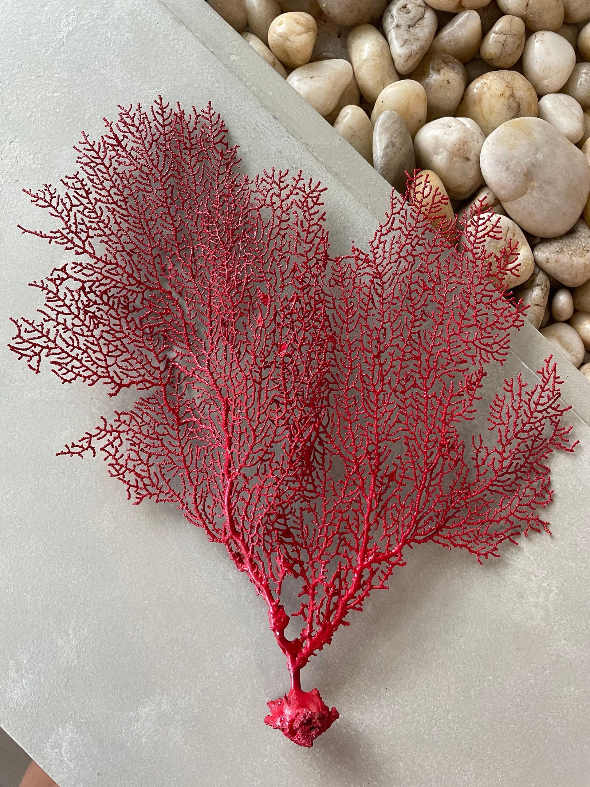 Red Sea Fan (8-20") *You Choose Size* Natural Hand Painted Coastal Décor