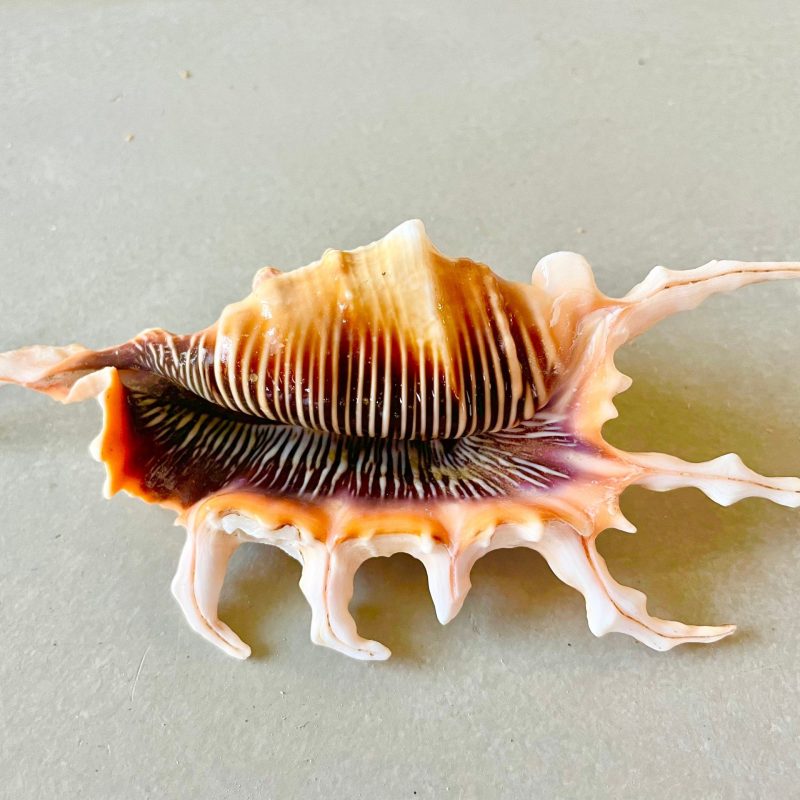 Scorpion Spider Conch Seashell Set of 3, 4-5" Coastal Décor Shells