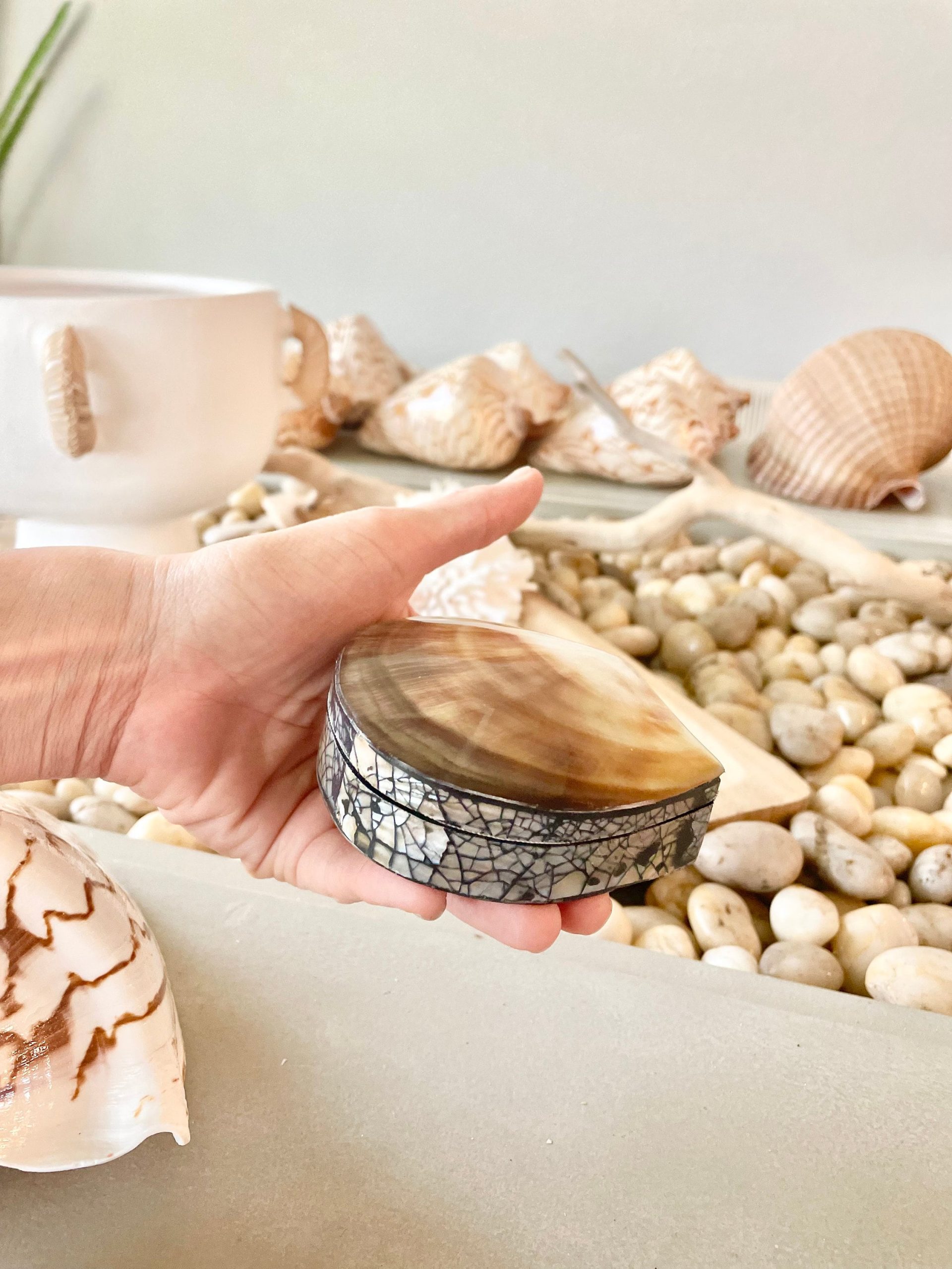 Coastal Gift Box Black Lip 4" Shell Irredescent Seashell Jewelry Beach Décor - Image 2