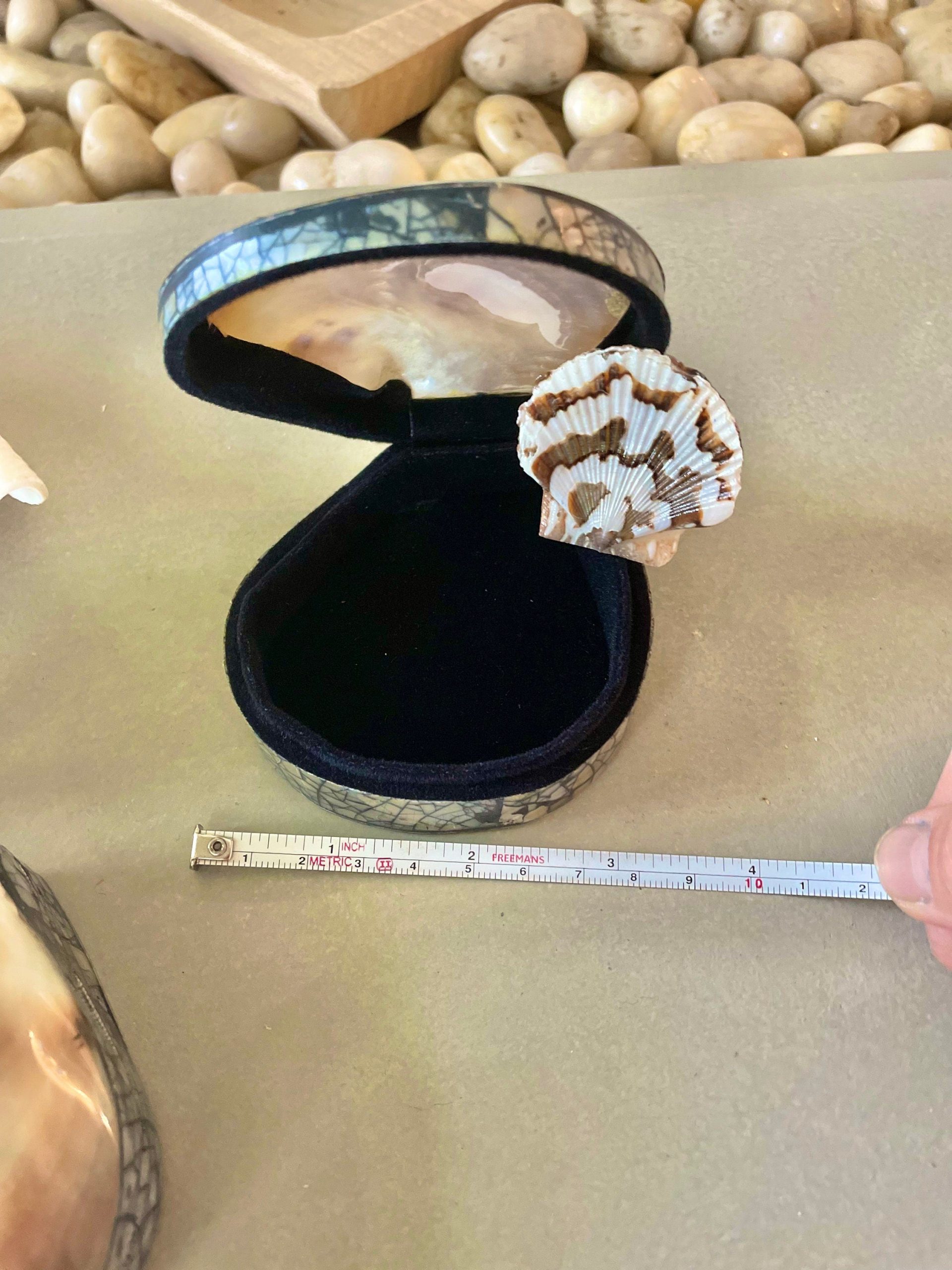 Coastal Gift Box Black Lip 4" Shell Irredescent Seashell Jewelry Beach Décor - Image 6
