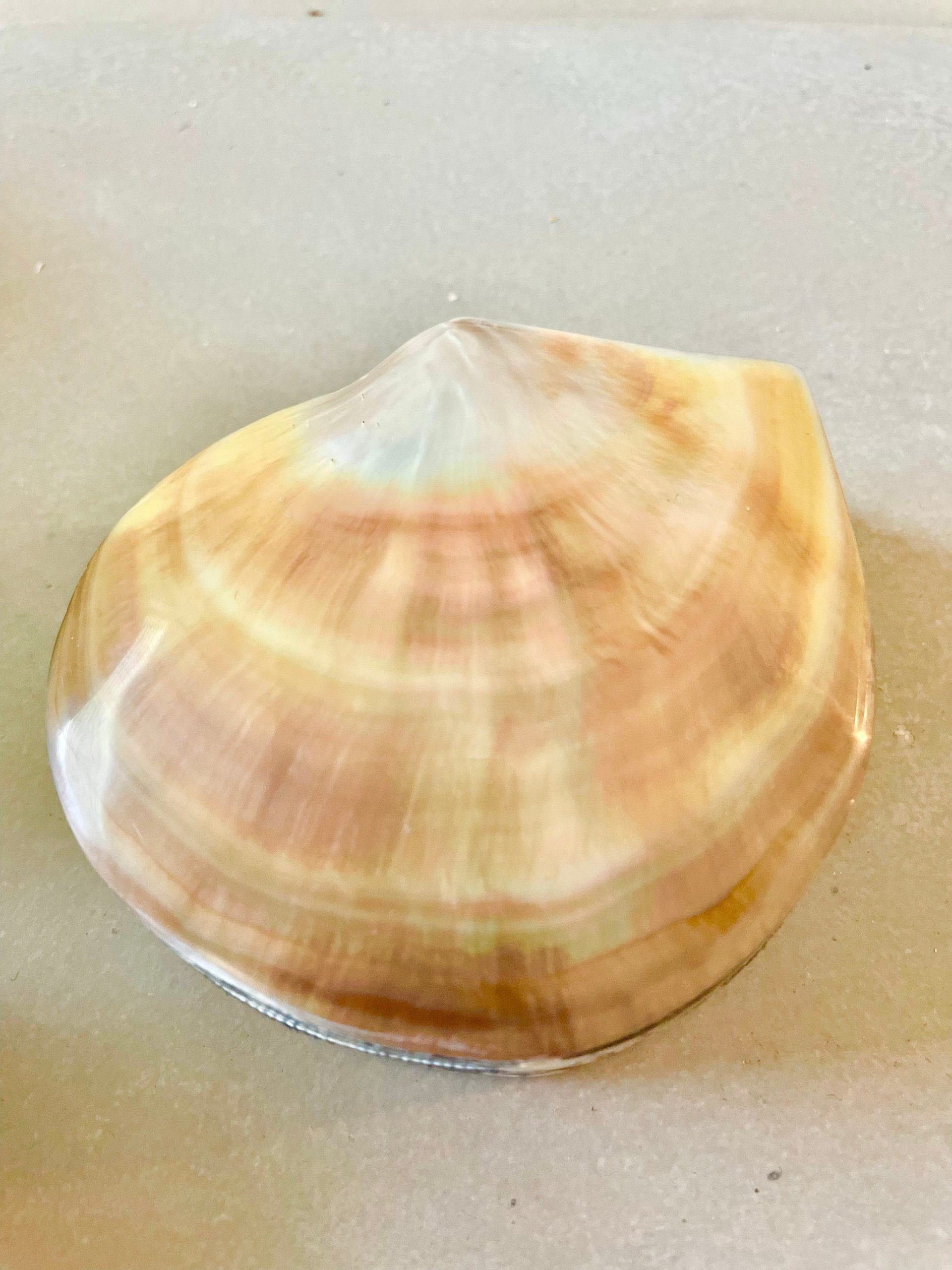 Coastal Gift Box Black Lip 4" Shell Irredescent Seashell Jewelry Beach Décor - Image 5