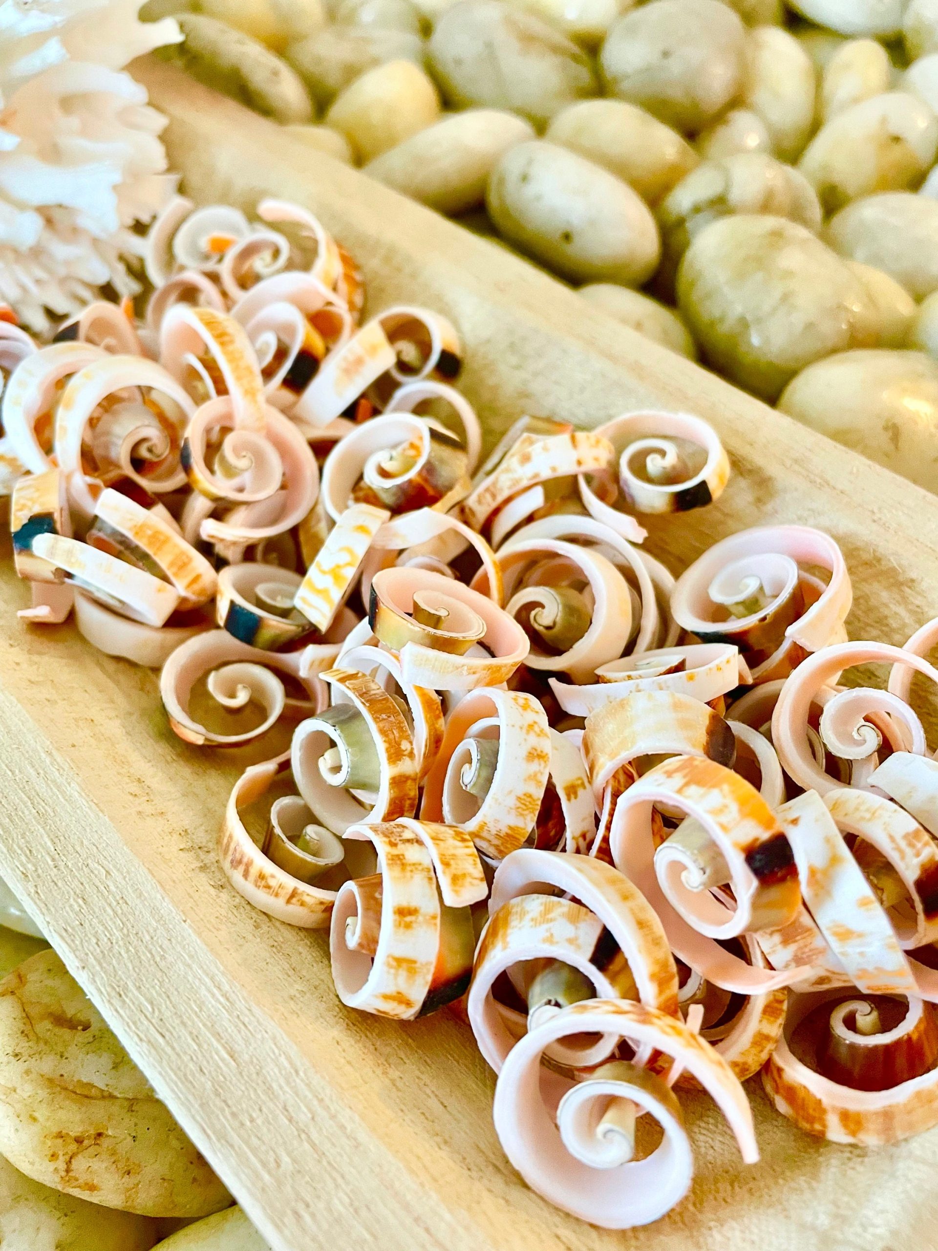 SWIRLY SPIRAL CUT Shells *100 Slices* .75-1" Pink Small Craft Seashells Strombus - Image 7