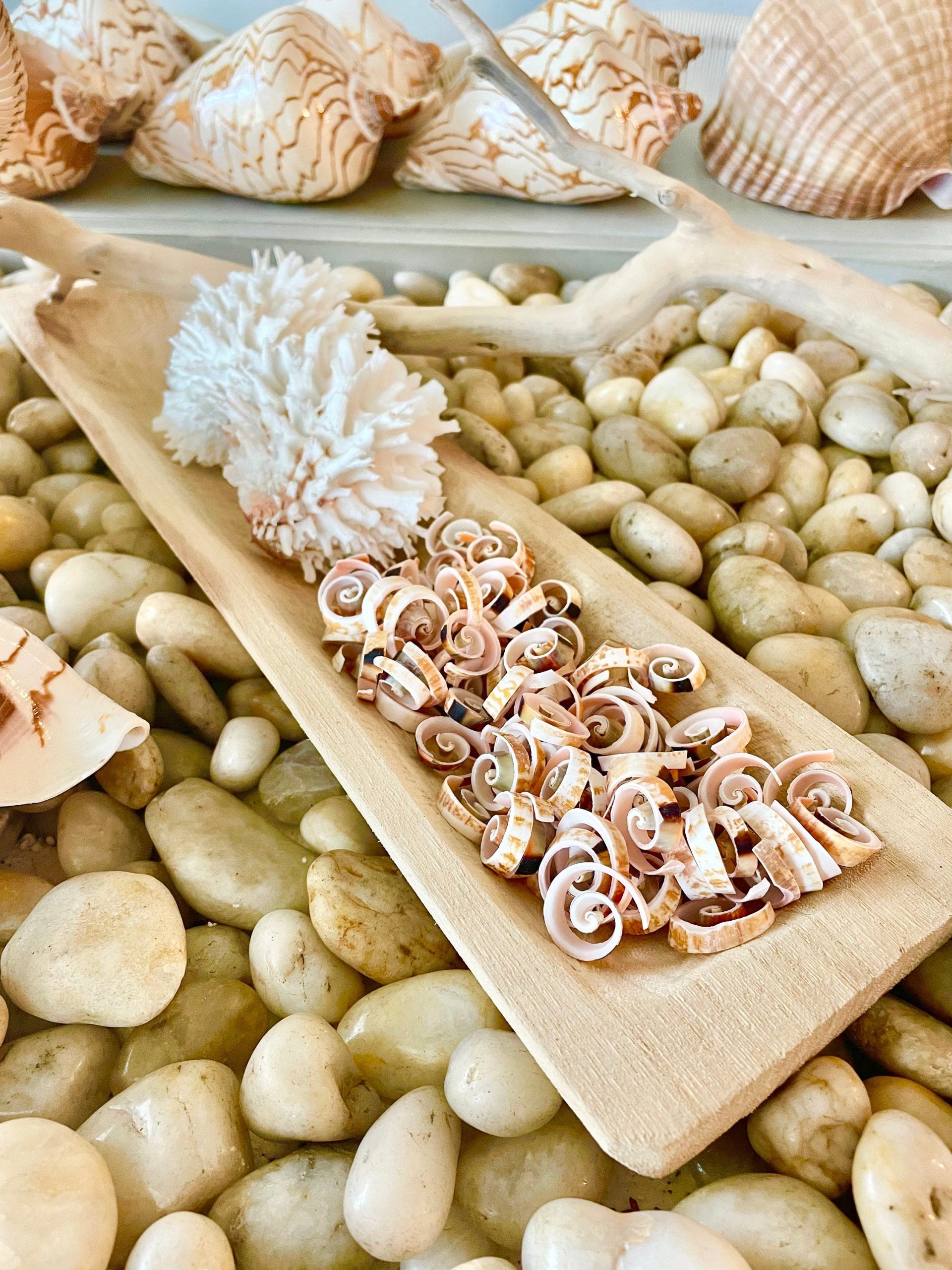 SWIRLY SPIRAL CUT Shells *100 Slices* .75-1" Pink Small Craft Seashells Strombus - Image 8