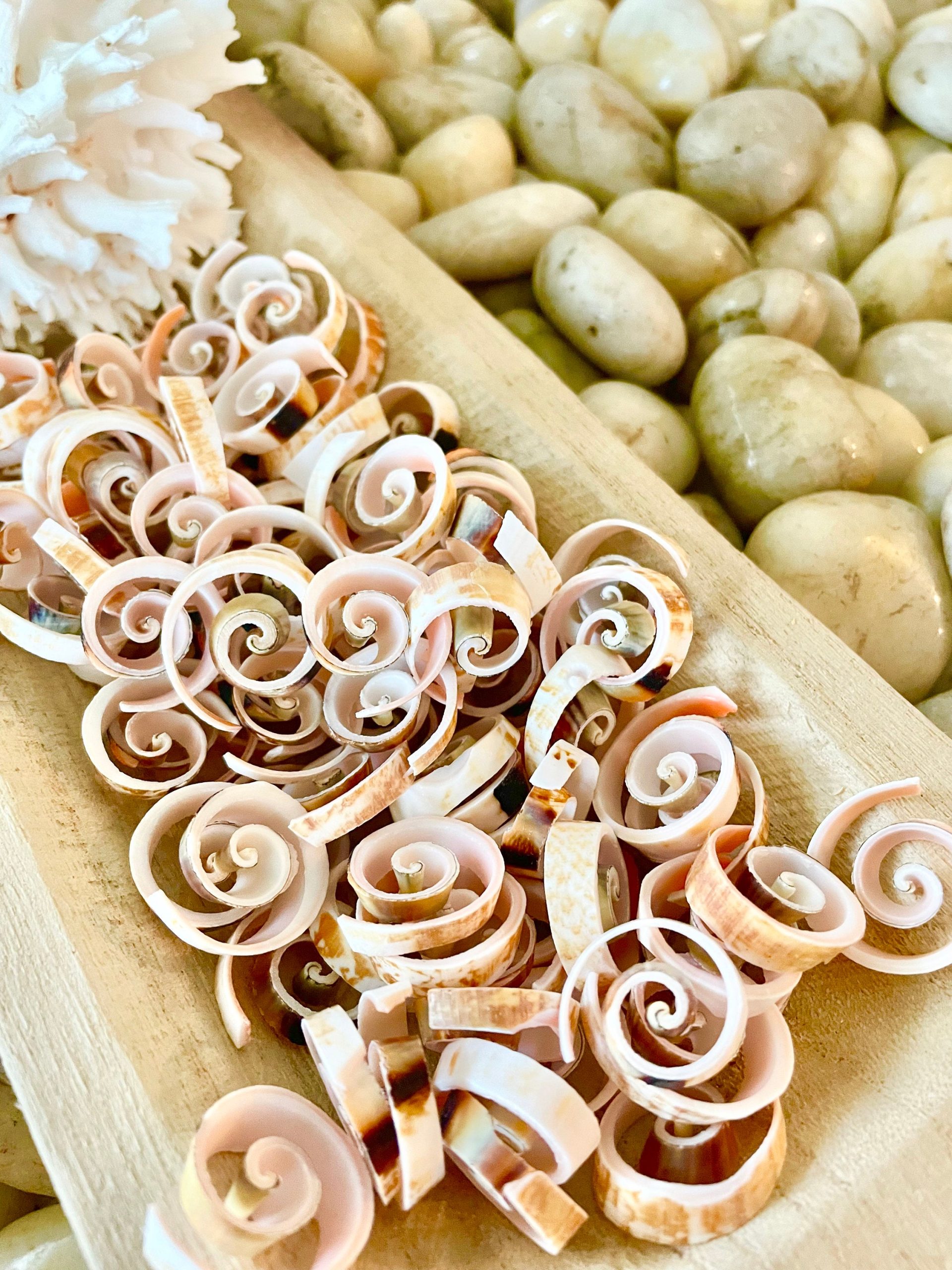 SWIRLY SPIRAL CUT Shells *100 Slices* .75-1" Pink Small Craft Seashells Strombus - Image 4