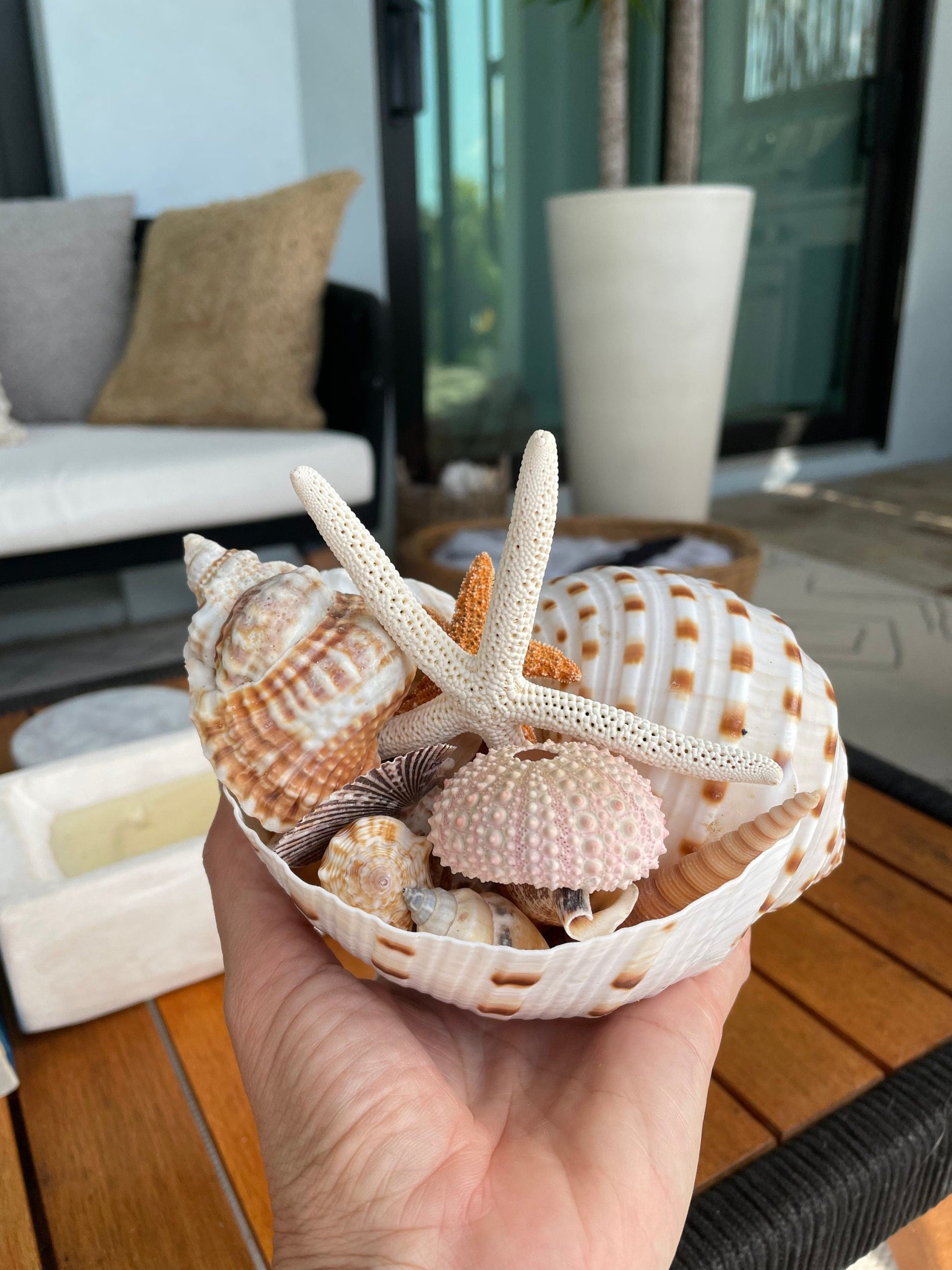 Over Stuffed Spotted Tun Tonna Seashell, Unique Coastal Gift, Shells, Starfish, Urchins and more... - Image 6