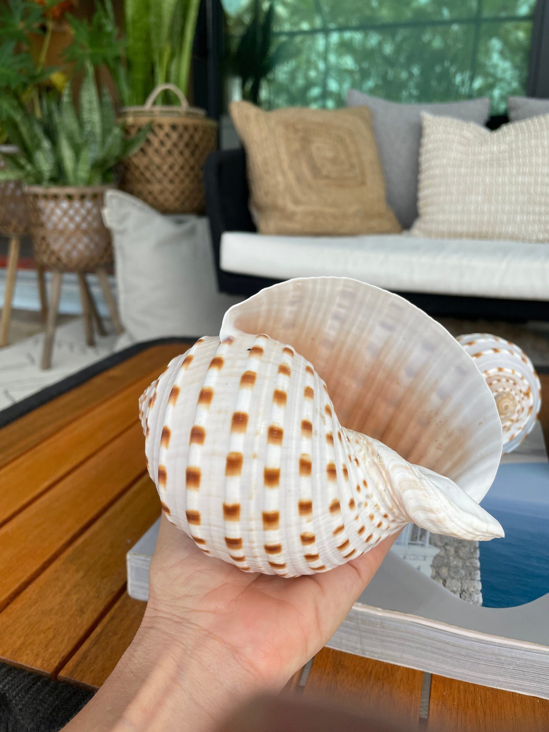 Over Stuffed Spotted Tun Tonna Seashell, Unique Coastal Gift, Shells, Starfish, Urchins and more... - Image 10