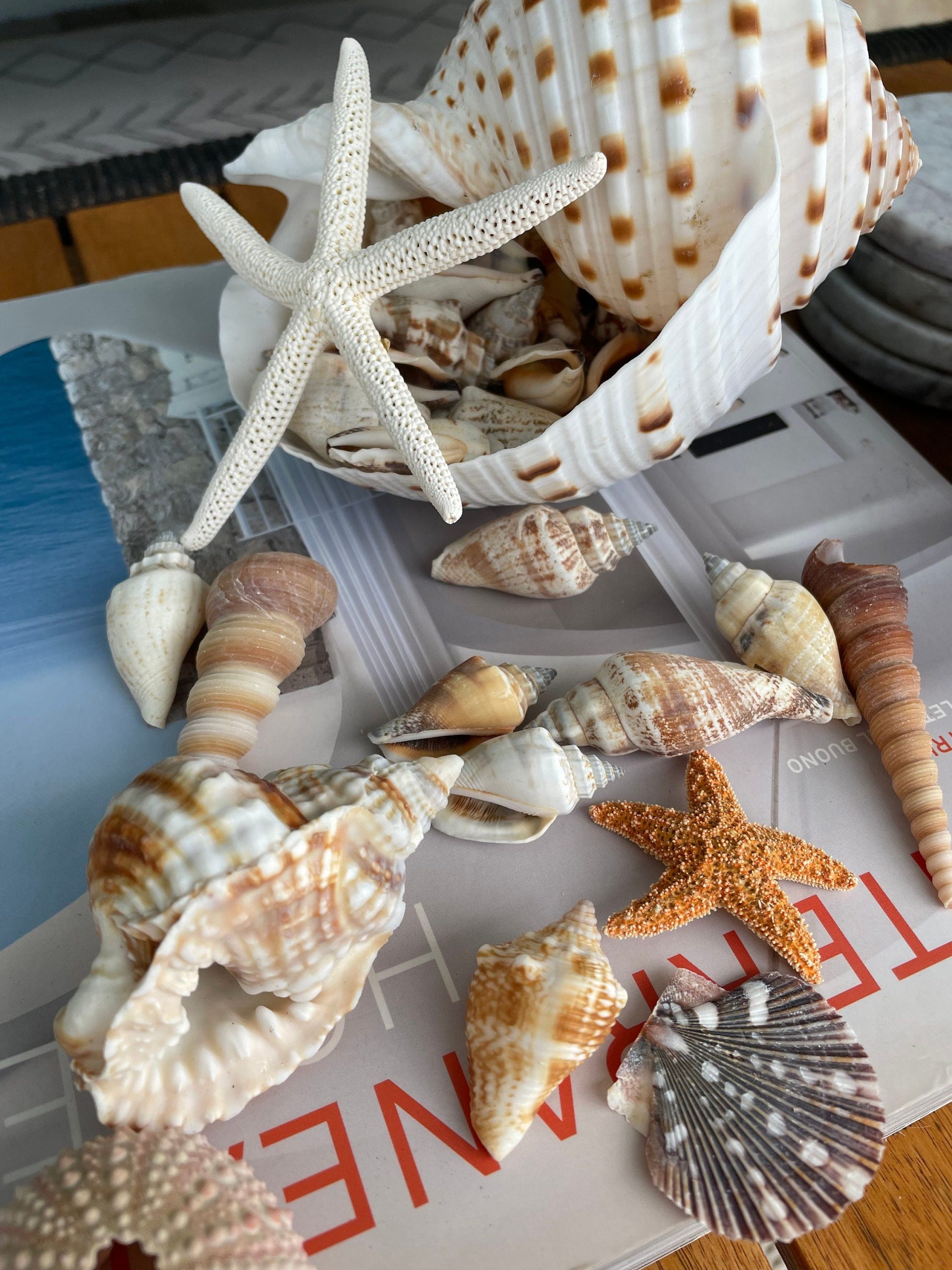 Over Stuffed Spotted Tun Tonna Seashell, Unique Coastal Gift, Shells, Starfish, Urchins and more... - Image 2