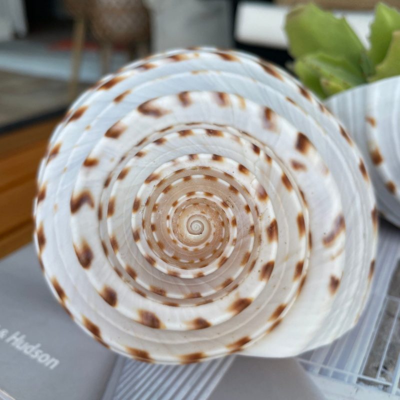 Spotted Mosaic Tun Shell: 2-6" Natural Seashell, Beach Decor