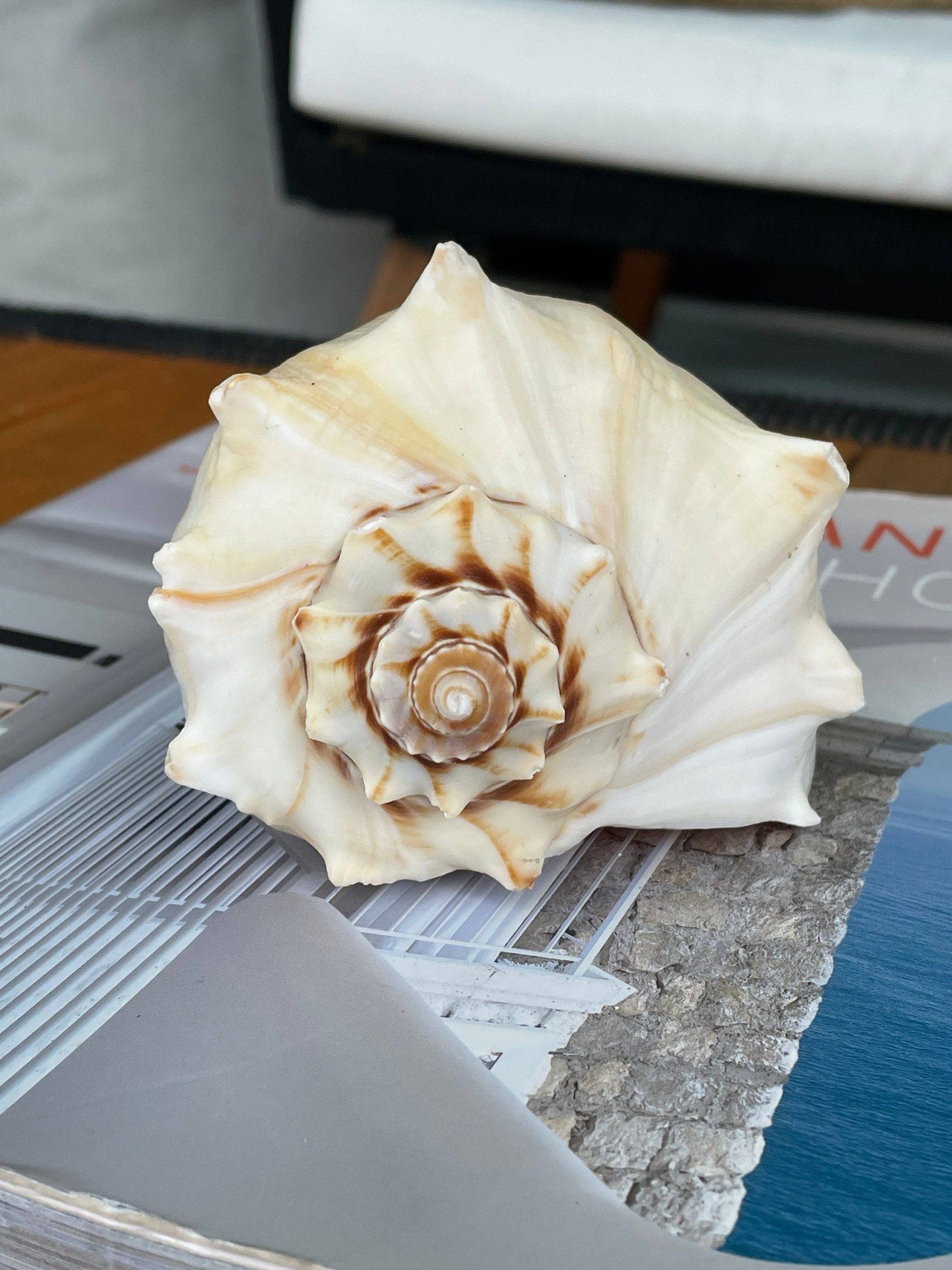 Natural North Pacific Whelk Shell *All Sizes* Coastal Home Décor - Image 2