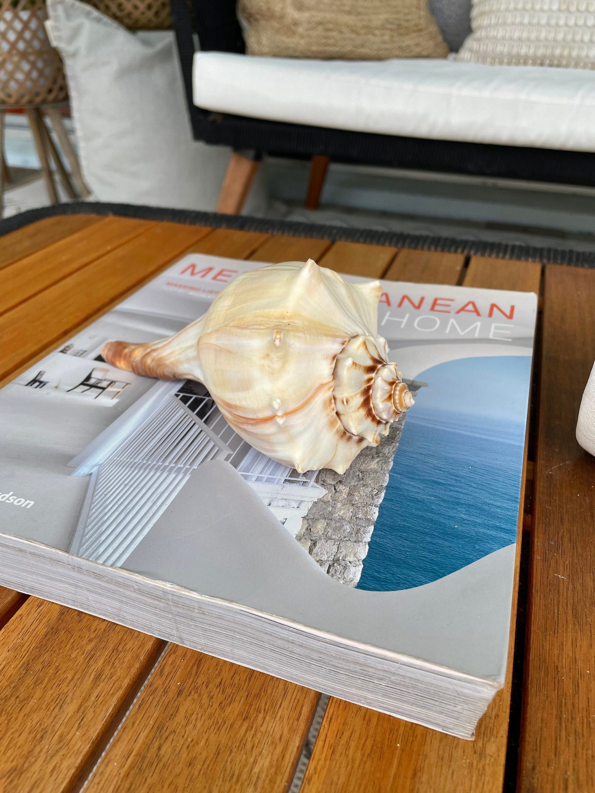 Natural North Pacific Whelk Shell *All Sizes* Coastal Home Décor - Image 3