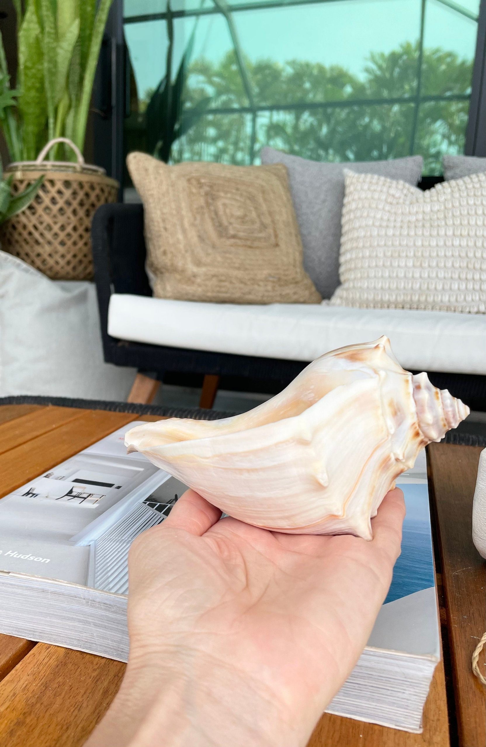 Natural North Pacific Whelk Shell *All Sizes* Coastal Home Décor - Image 8