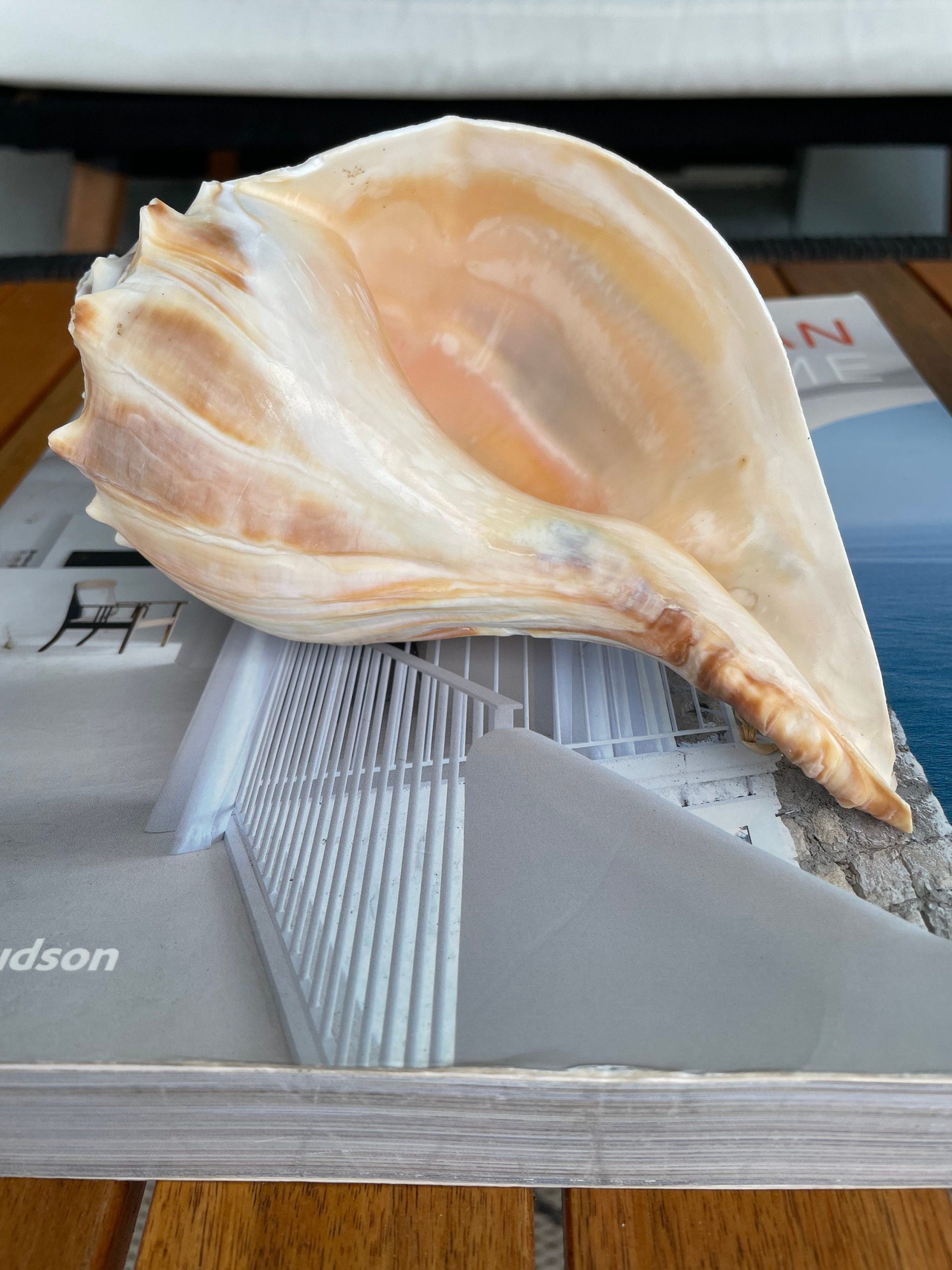 Natural North Pacific Whelk Shell *All Sizes* Coastal Home Décor - Image 5