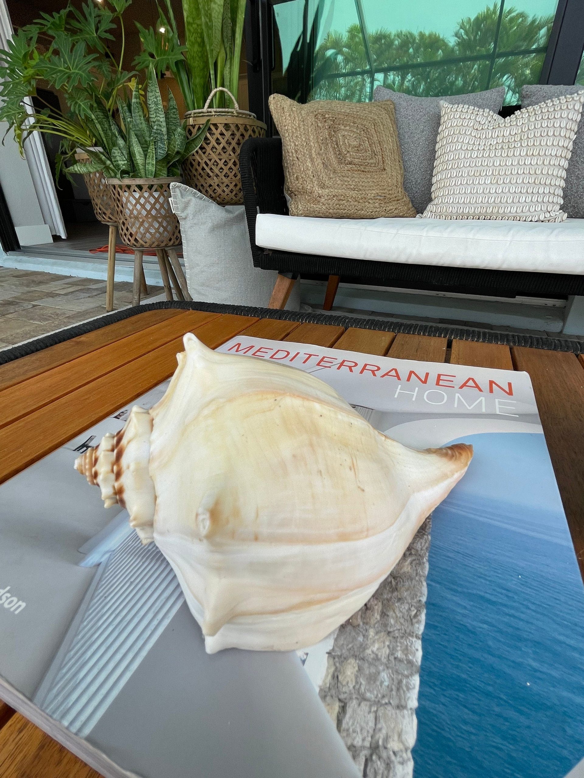 Natural North Pacific Whelk Shell *All Sizes* Coastal Home Décor - Image 4