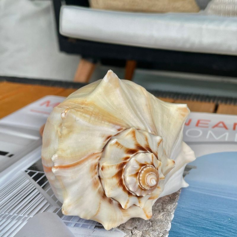 Natural North Pacific Whelk Shell *All Sizes* Coastal Home Décor