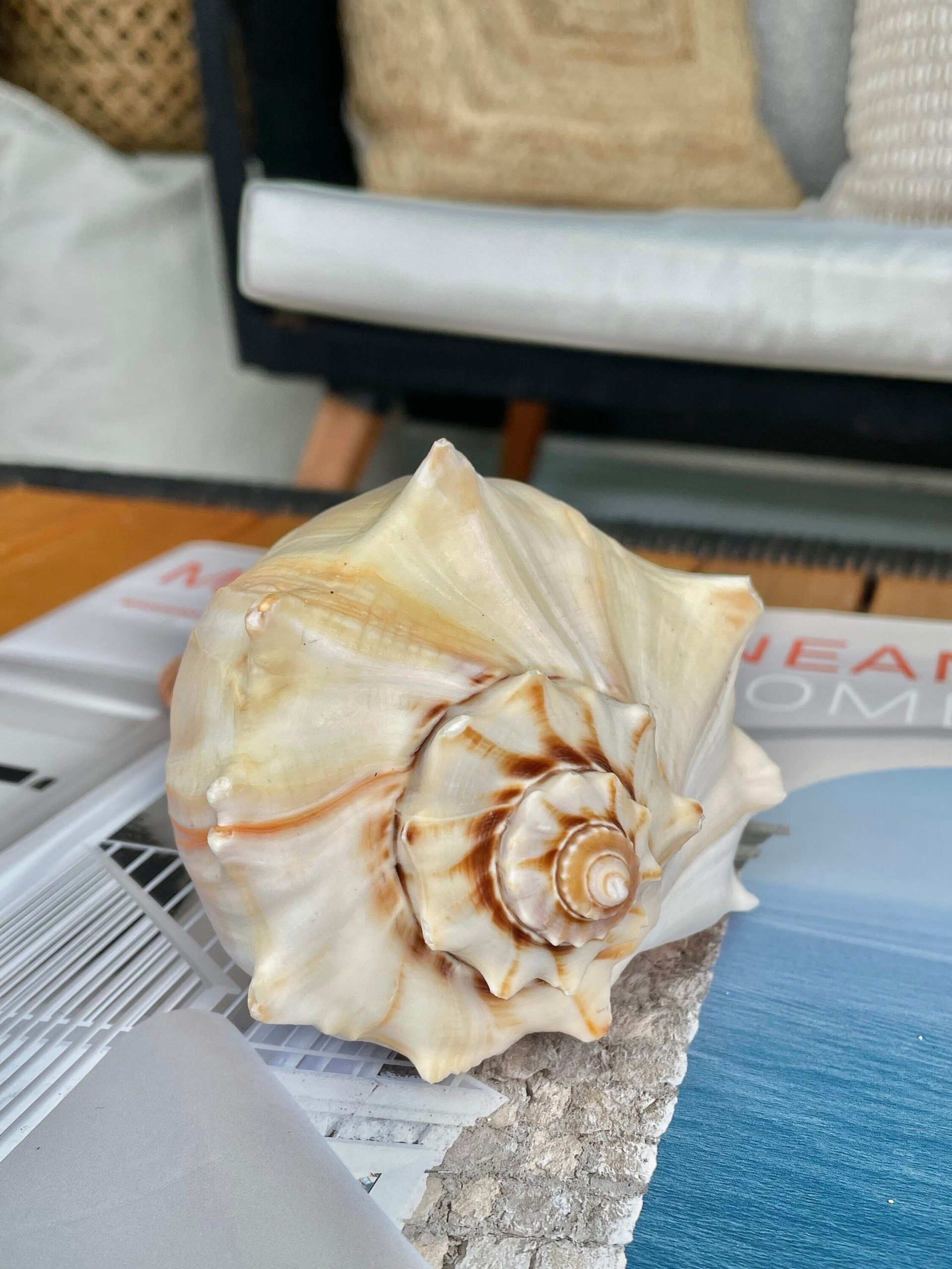 Natural North Pacific Whelk Shell *All Sizes* Coastal Home Décor