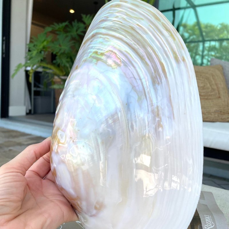 Giant Full Mussel Shell: 7-10" Iridescent Mother of Pearl, Nautical Coastal Décor
