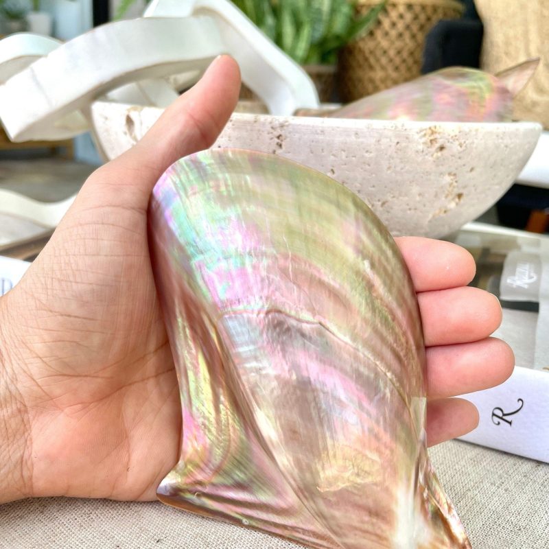 Iridescent Wing Oyster Shell: Brown Lip Mother of Pearl, Jewelry Pendant (2.5-6")