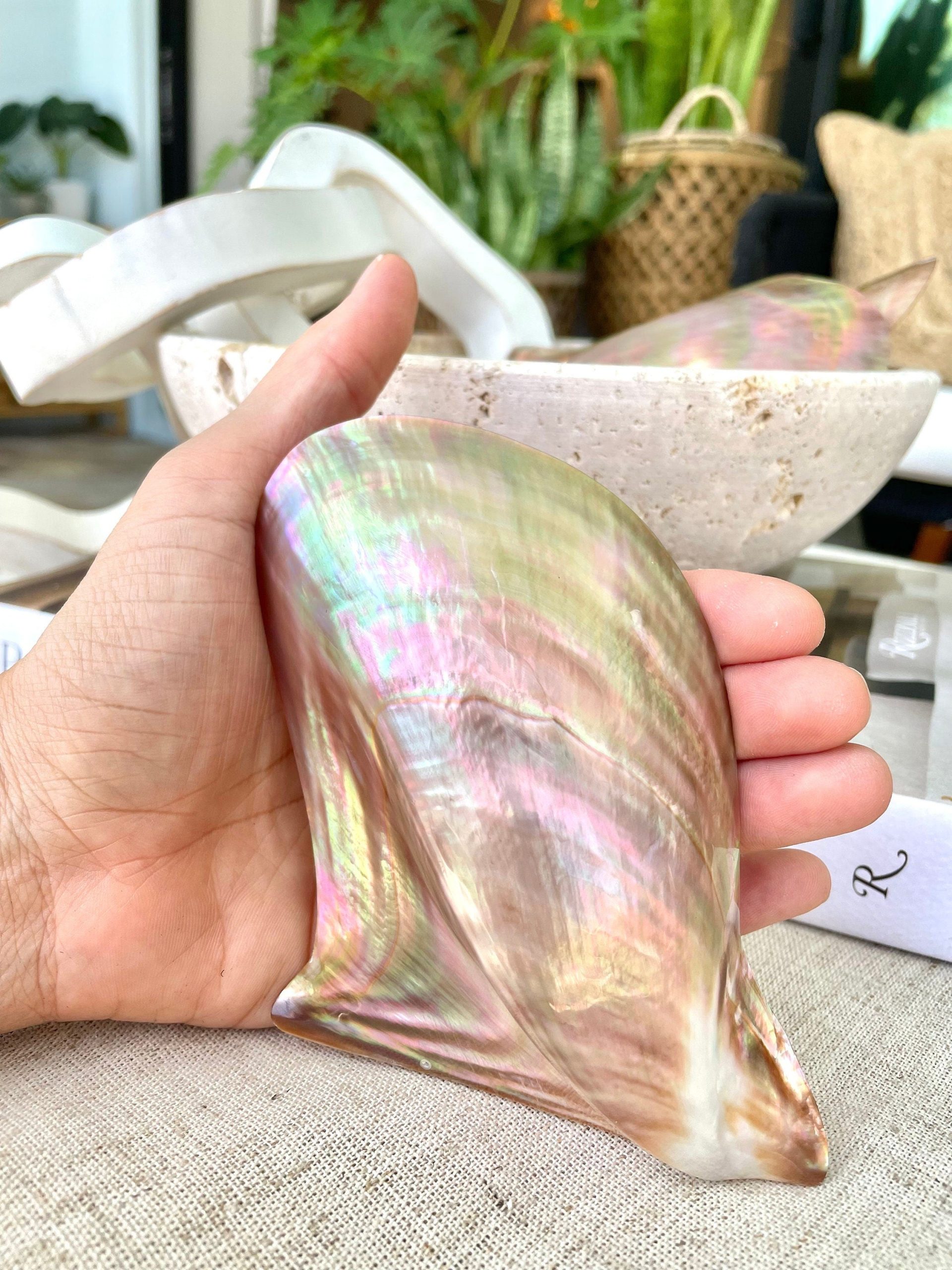 Iridescent Wing Oyster Shell: Brown Lip Mother of Pearl, Jewelry Pendant (2.5-6")