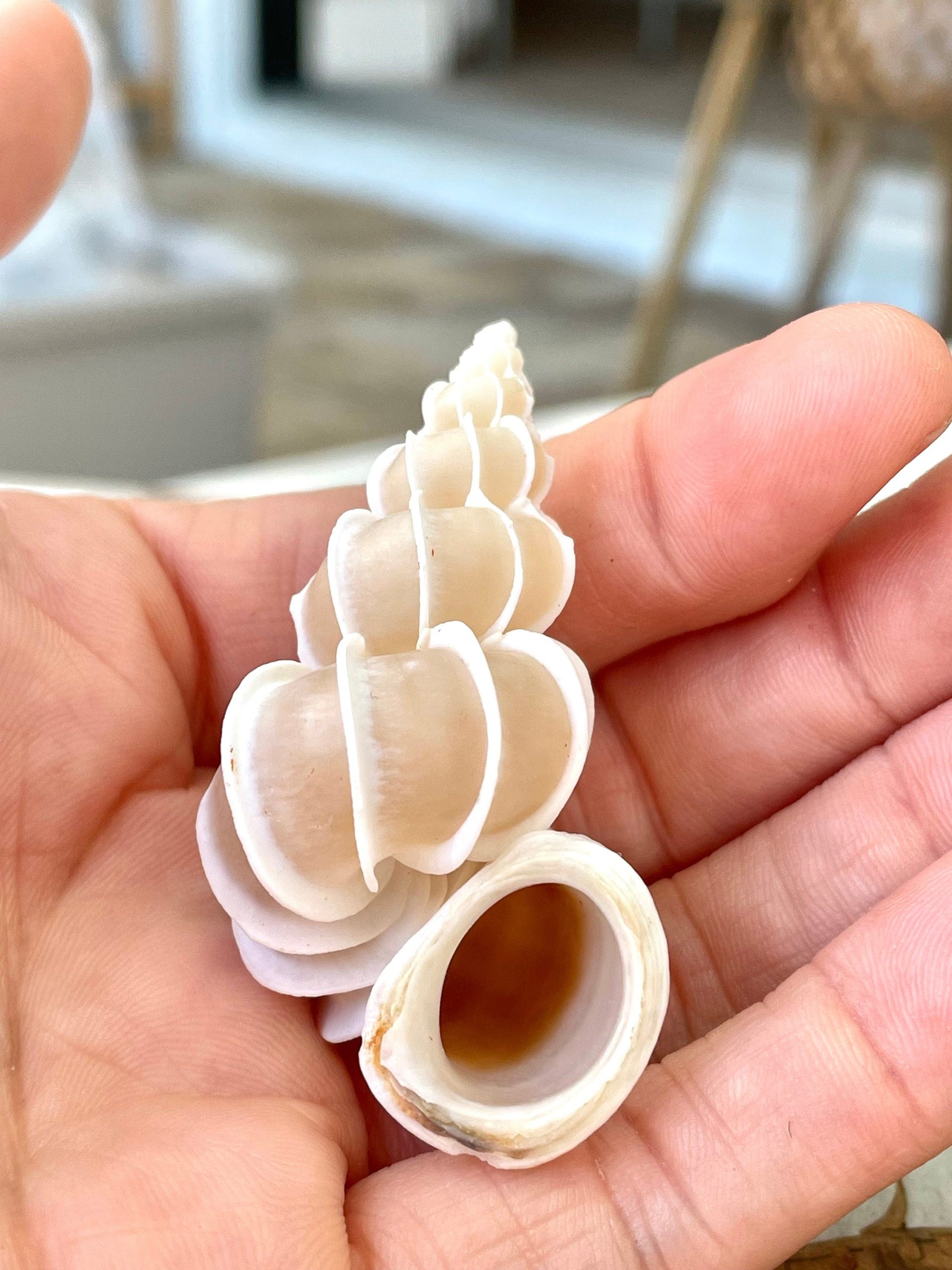 Precious Wentletrap Shell .75-2.25" *You choose Size* Natural Beige Seashell, Collectors Display - Image 3