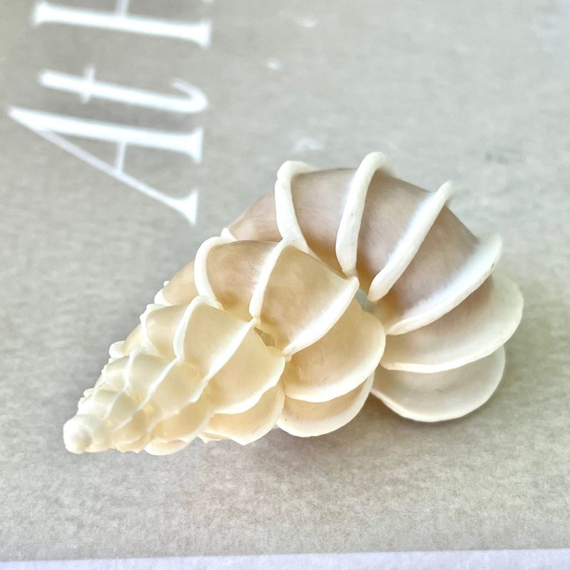 Precious Wentletrap Shell .75-2.25" *You choose Size* Natural Beige Seashell, Collectors Display