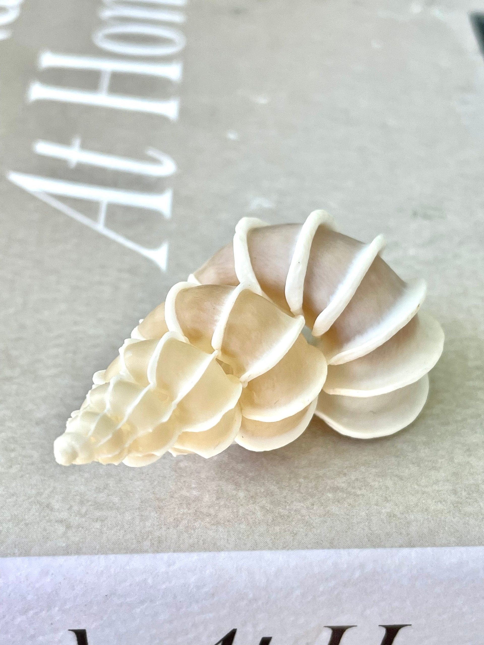 Precious Wentletrap Shell .75-2.25" *You choose Size* Natural Beige Seashell, Collectors Display