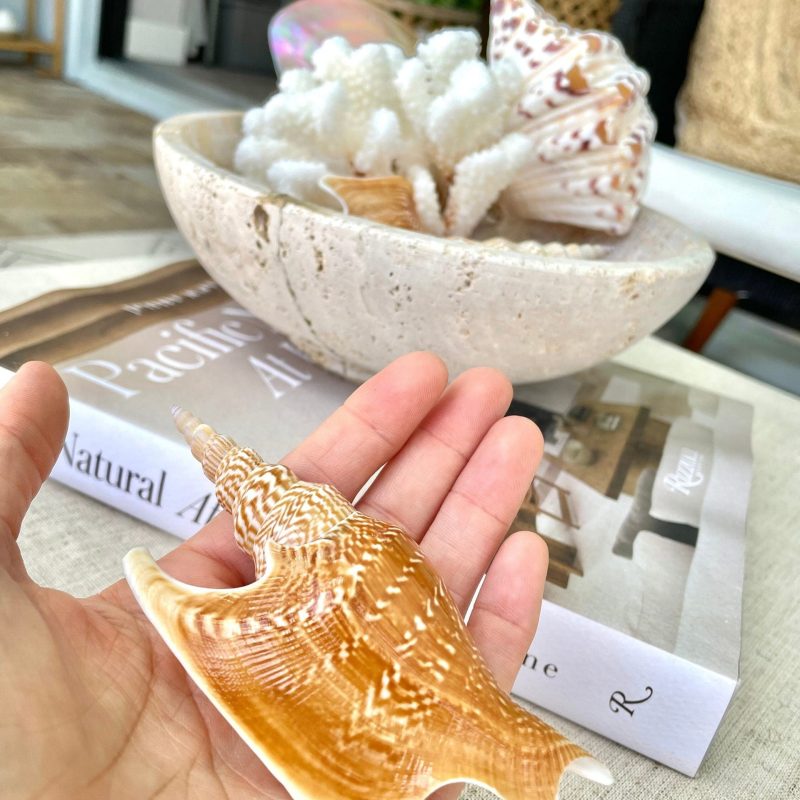 LISTER CONCH SHELL *All Sizes* Rare Natural Brown White Display Seashell