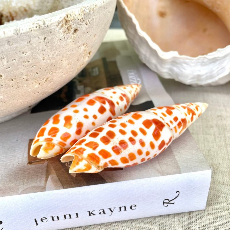 SPOTTED MITER SHELL *All Sizes* Unique Orange White Display Seashell Beach Décor
