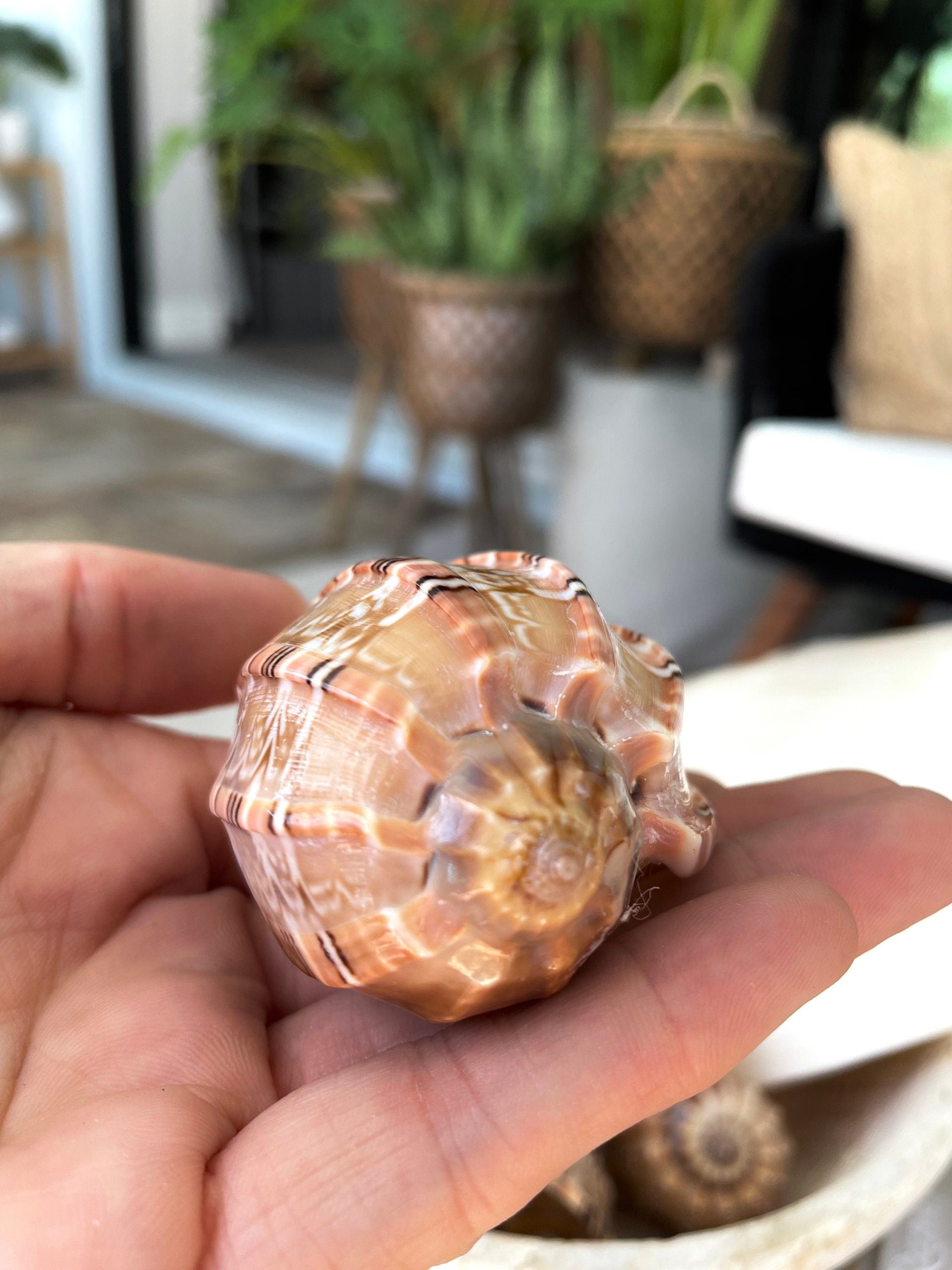 MAJOR HARP SHELLS *All Sizes* Natural Brown Peach Striped Display Seashell Coastal Décor - Image 4