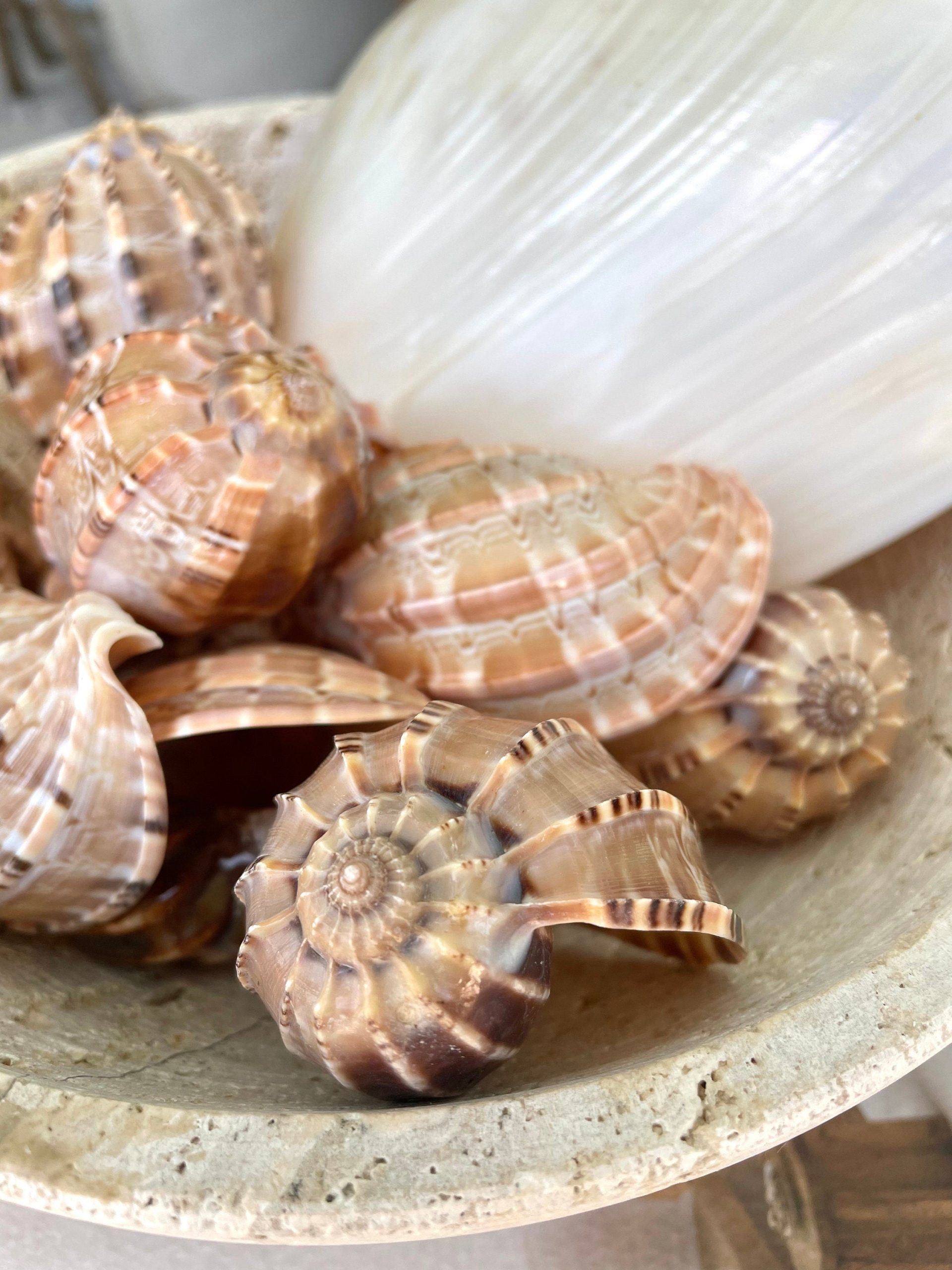 MAJOR HARP SHELLS *All Sizes* Natural Brown Peach Striped Display Seashell Coastal Décor - Image 9