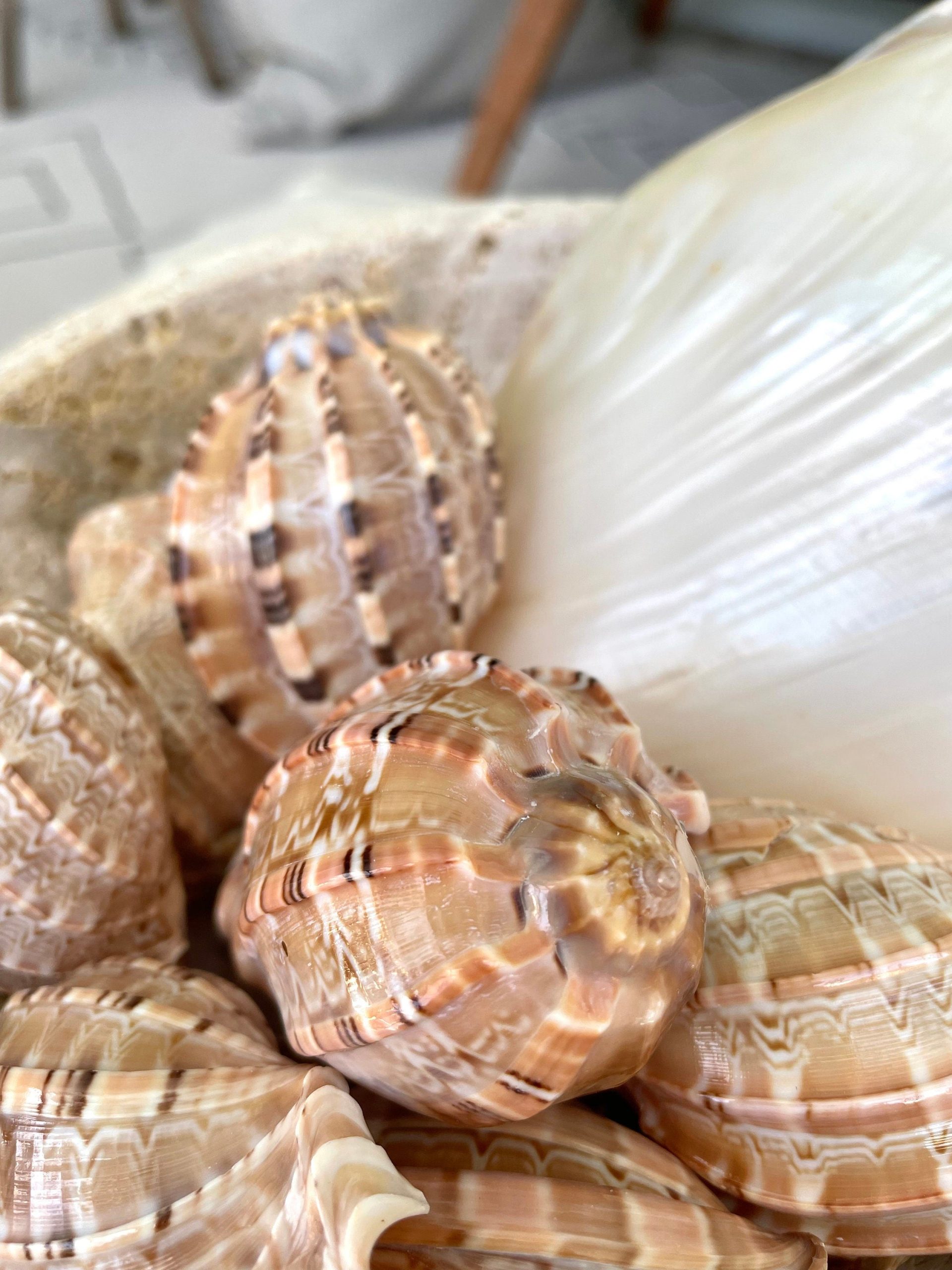 MAJOR HARP SHELLS *All Sizes* Natural Brown Peach Striped Display Seashell Coastal Décor - Image 7