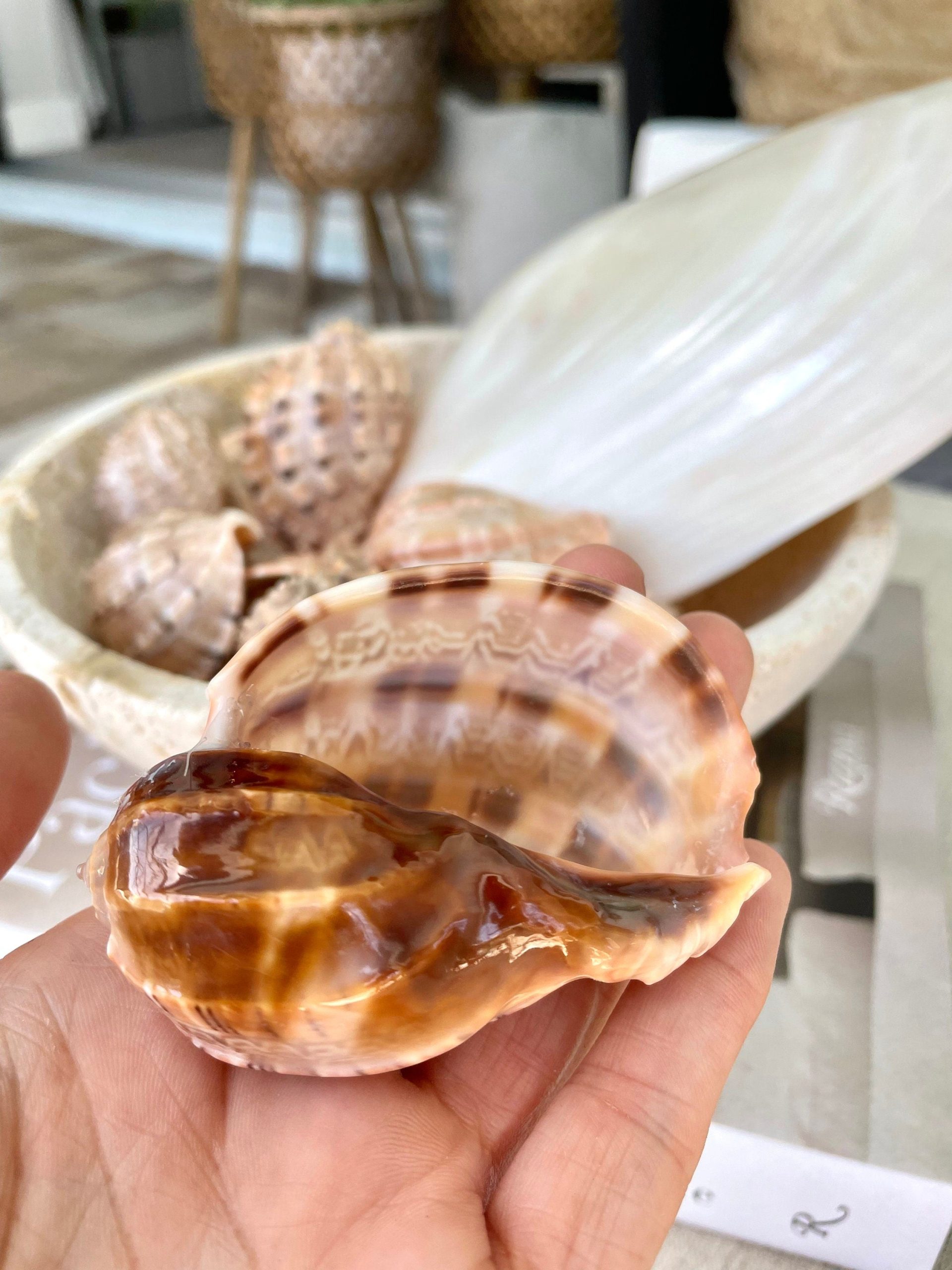 MAJOR HARP SHELLS *All Sizes* Natural Brown Peach Striped Display Seashell Coastal Décor - Image 10