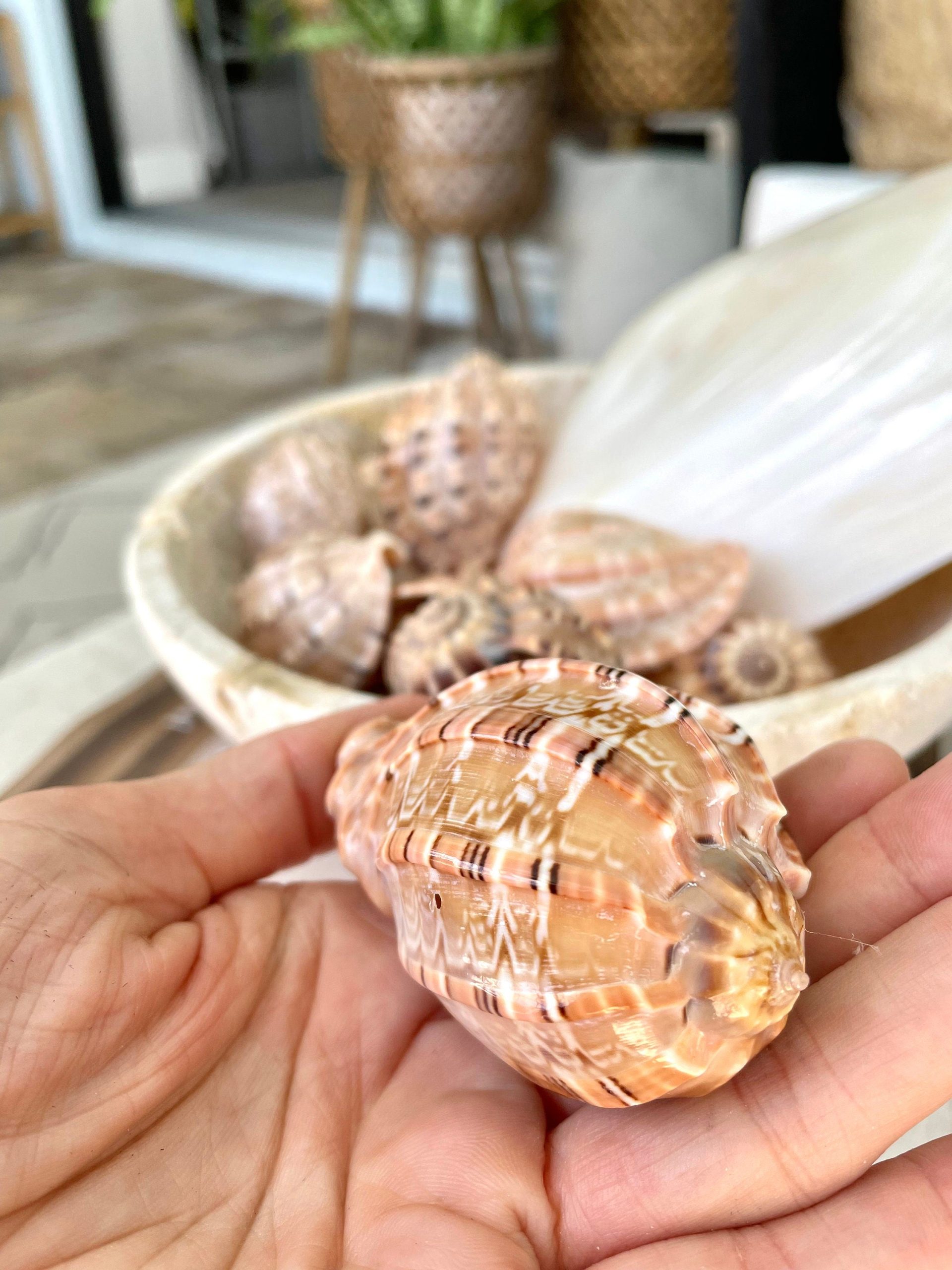 MAJOR HARP SHELLS *All Sizes* Natural Brown Peach Striped Display Seashell Coastal Décor - Image 3