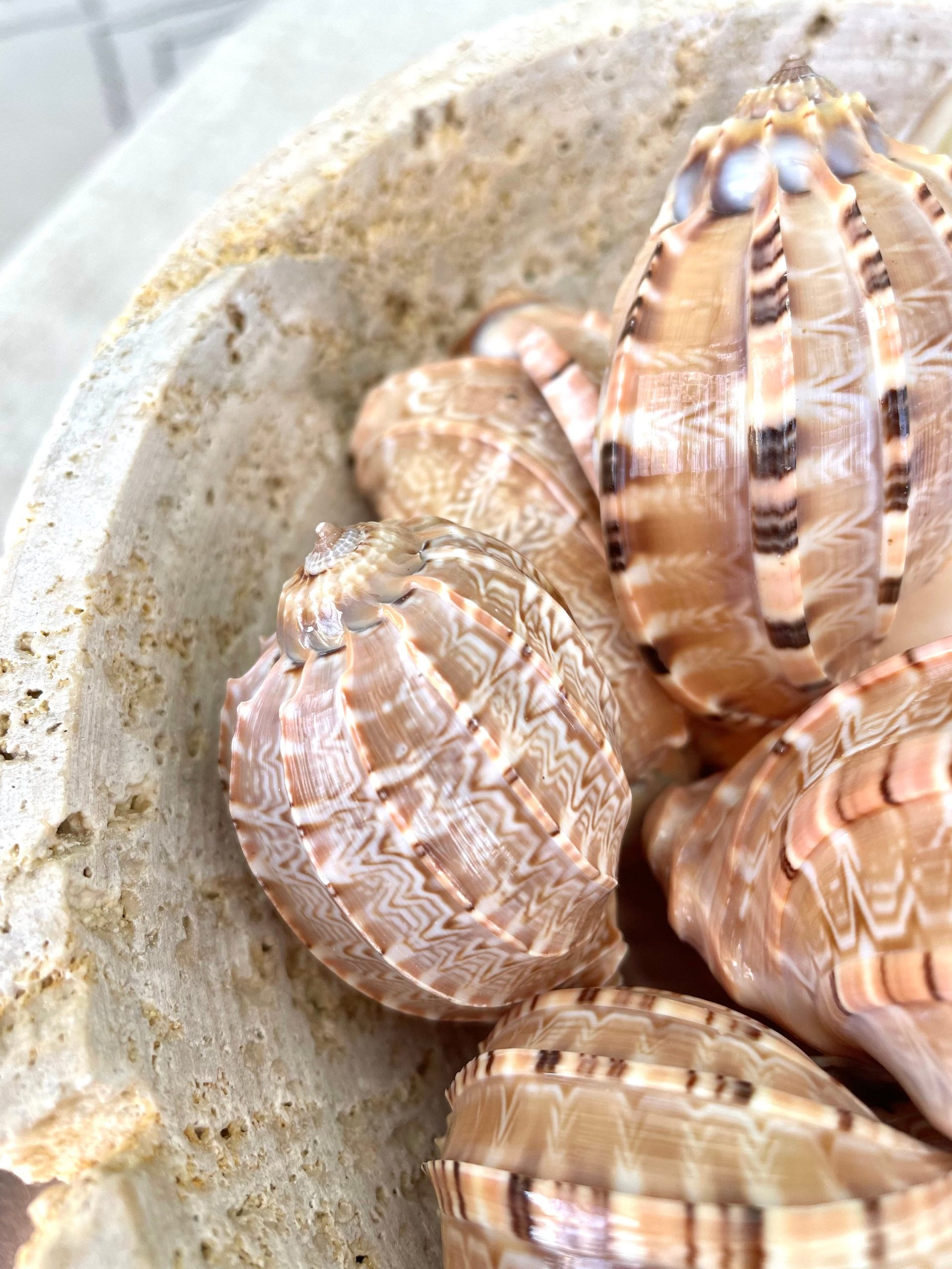 MAJOR HARP SHELLS *All Sizes* Natural Brown Peach Striped Display Seashell Coastal Décor - Image 8