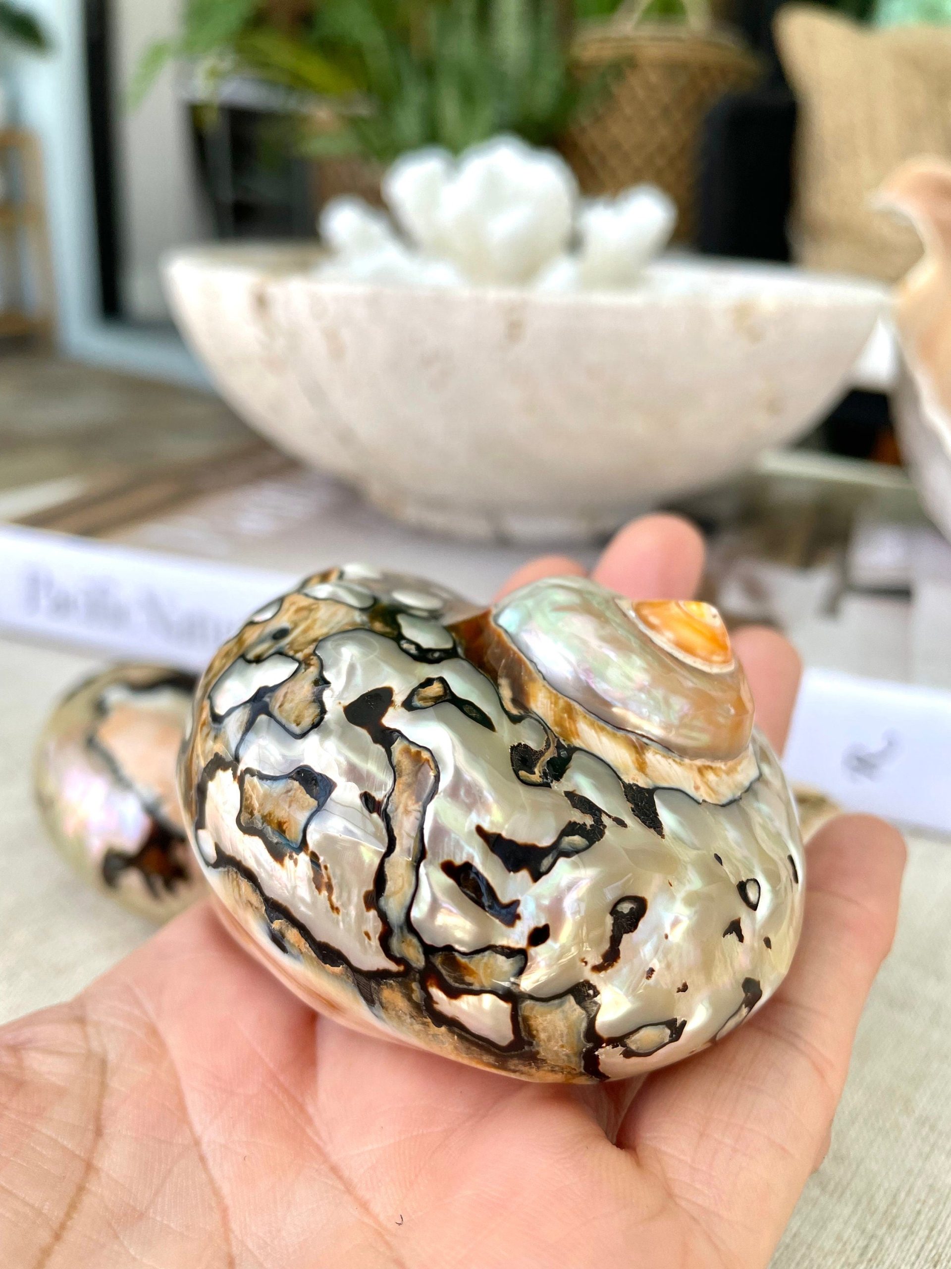 AFRICAN TURBO SHELLS *All Sizes* Natural Brown Black Orange Hand Polished Hermit Crab Seashell - Image 5