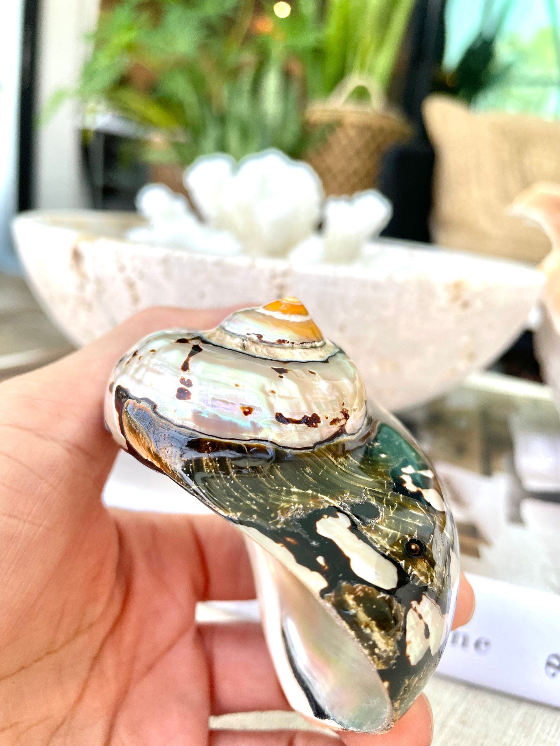 AFRICAN TURBO SHELLS *All Sizes* Natural Brown Black Orange Hand Polished Hermit Crab Seashell - Image 2