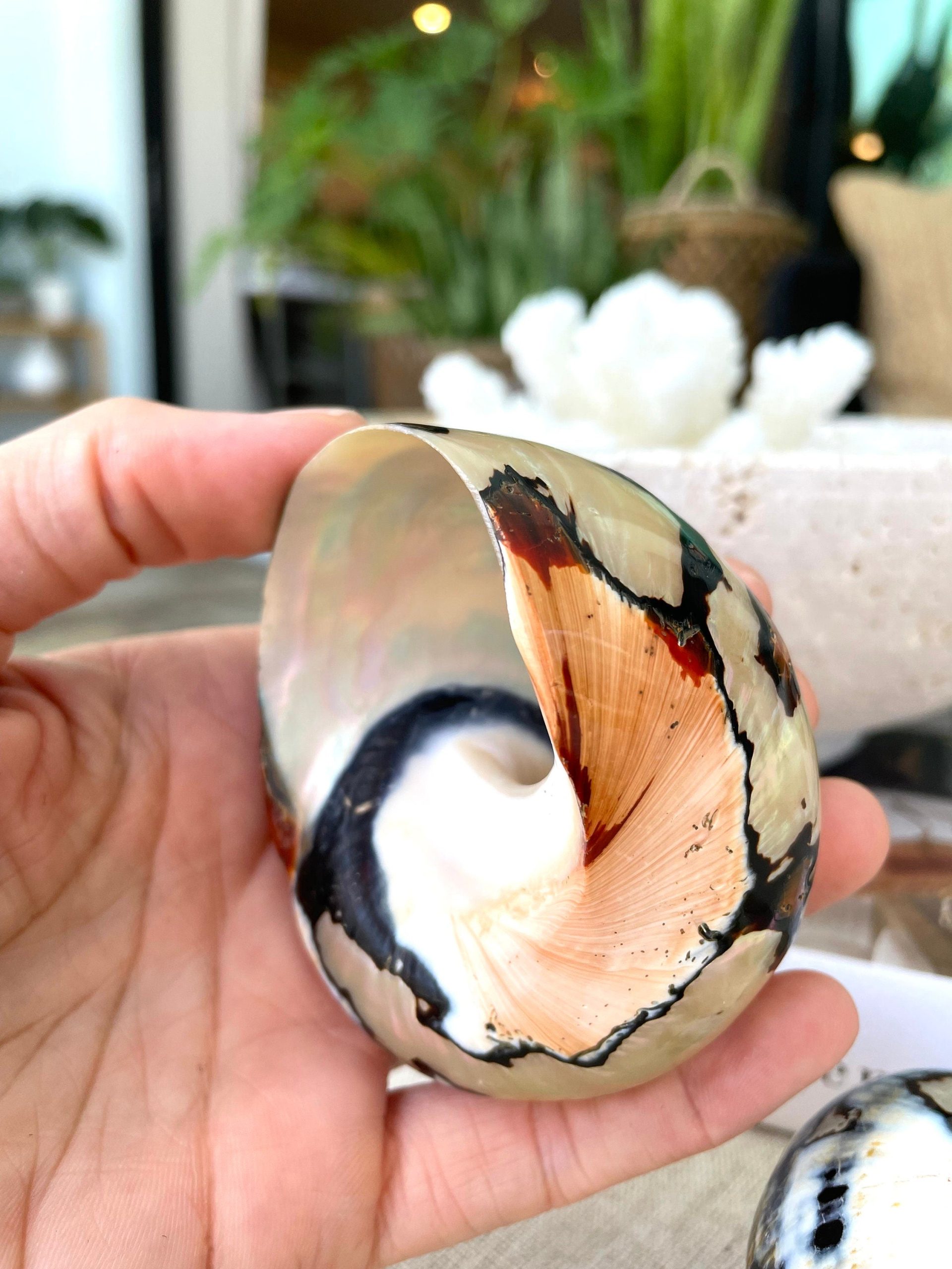 AFRICAN TURBO SHELLS *All Sizes* Natural Brown Black Orange Hand Polished Hermit Crab Seashell - Image 8