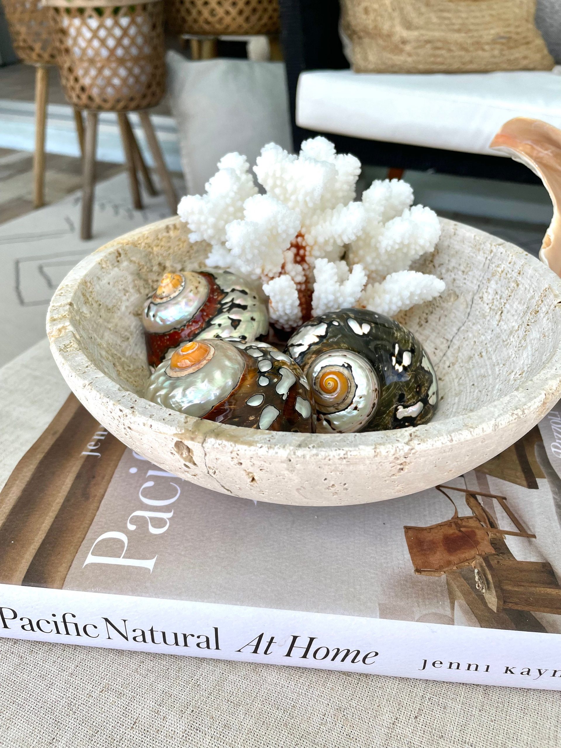 AFRICAN TURBO SHELLS *All Sizes* Natural Brown Black Orange Hand Polished Hermit Crab Seashell - Image 9