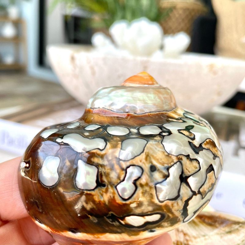 AFRICAN TURBO SHELLS *All Sizes* Natural Brown Black Orange Hand Polished Hermit Crab Seashell