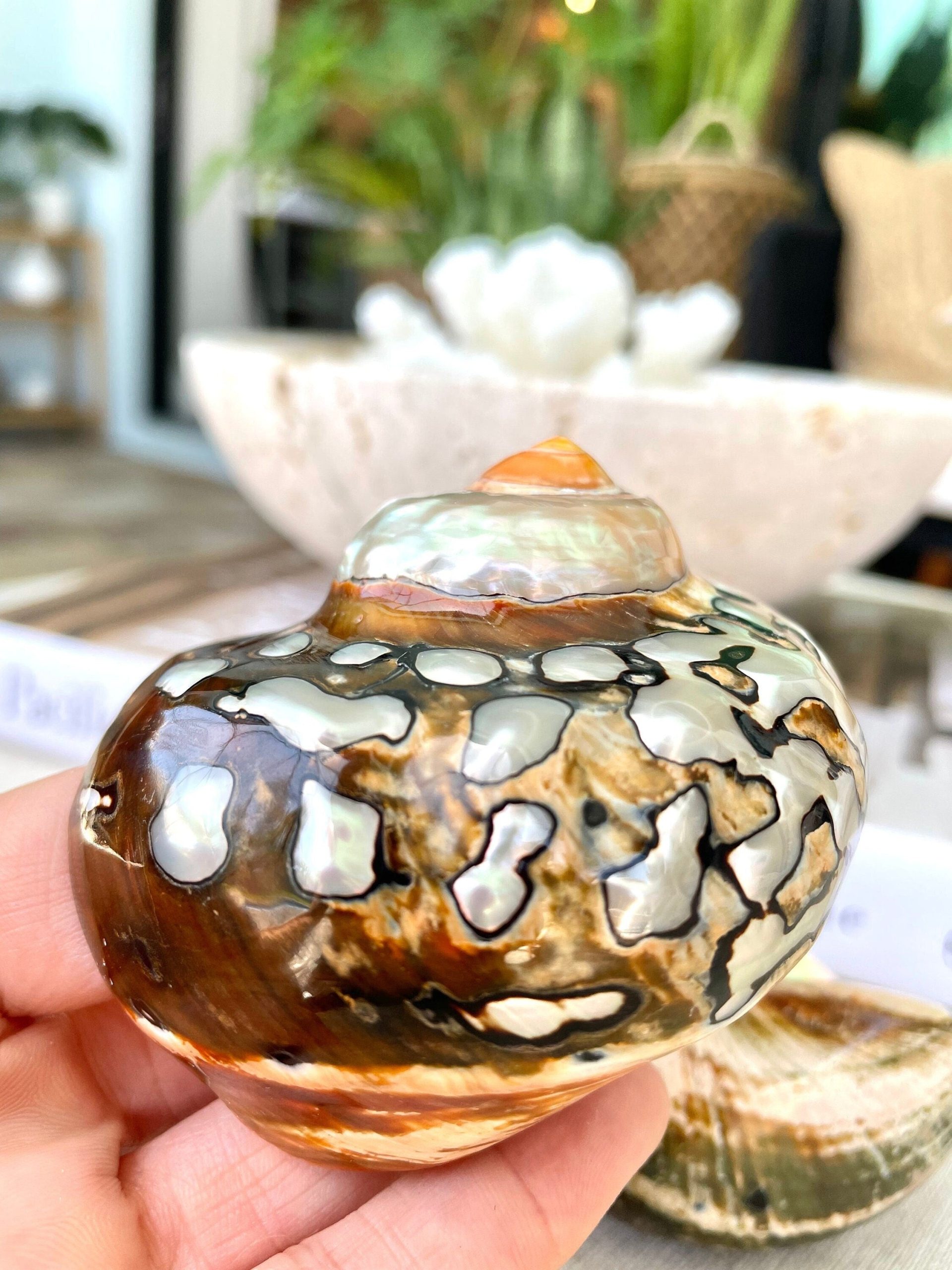 AFRICAN TURBO SHELLS *All Sizes* Natural Brown Black Orange Hand Polished Hermit Crab Seashell