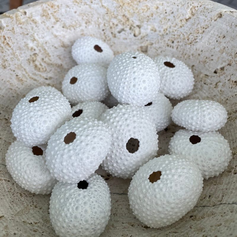 Matte White Sea Urchin Shells 1-2", *You Choose Quantity* Beachy Coastal Décor