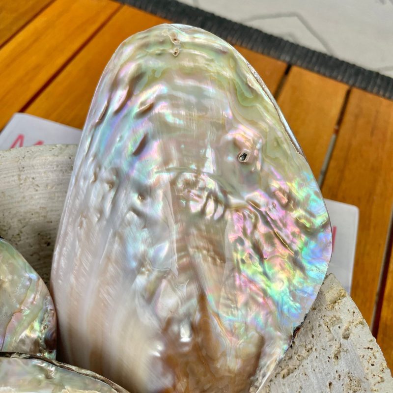 FULL MUSSEL SHELL Pair *All Sizes* Mother of Pearl Irredescent Seashell
