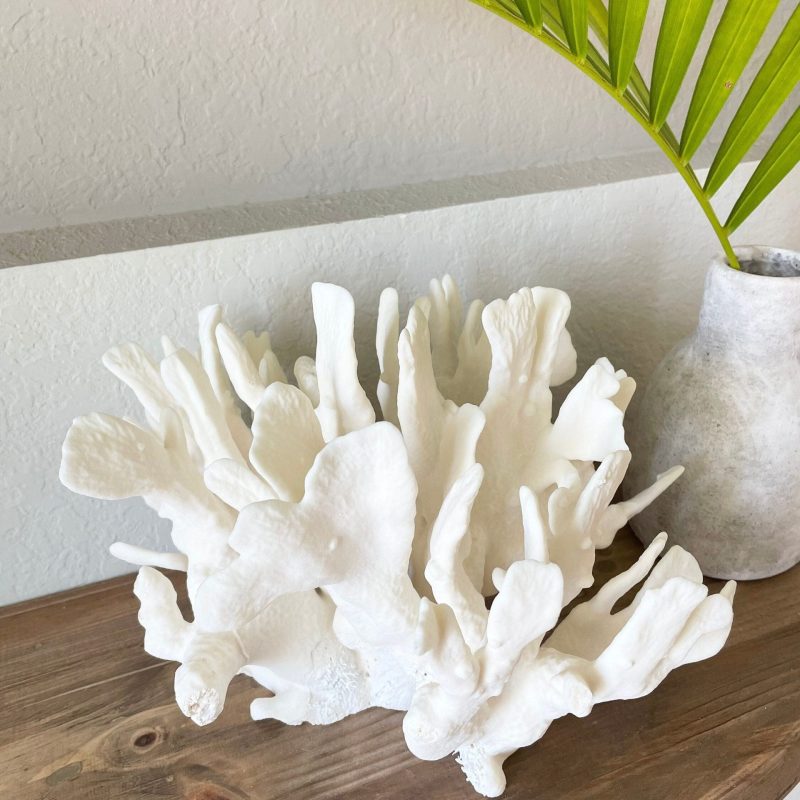 CACTUS CORAL White *All Sizes* Authentic Natural Real Sea Fossil Coastal Décor