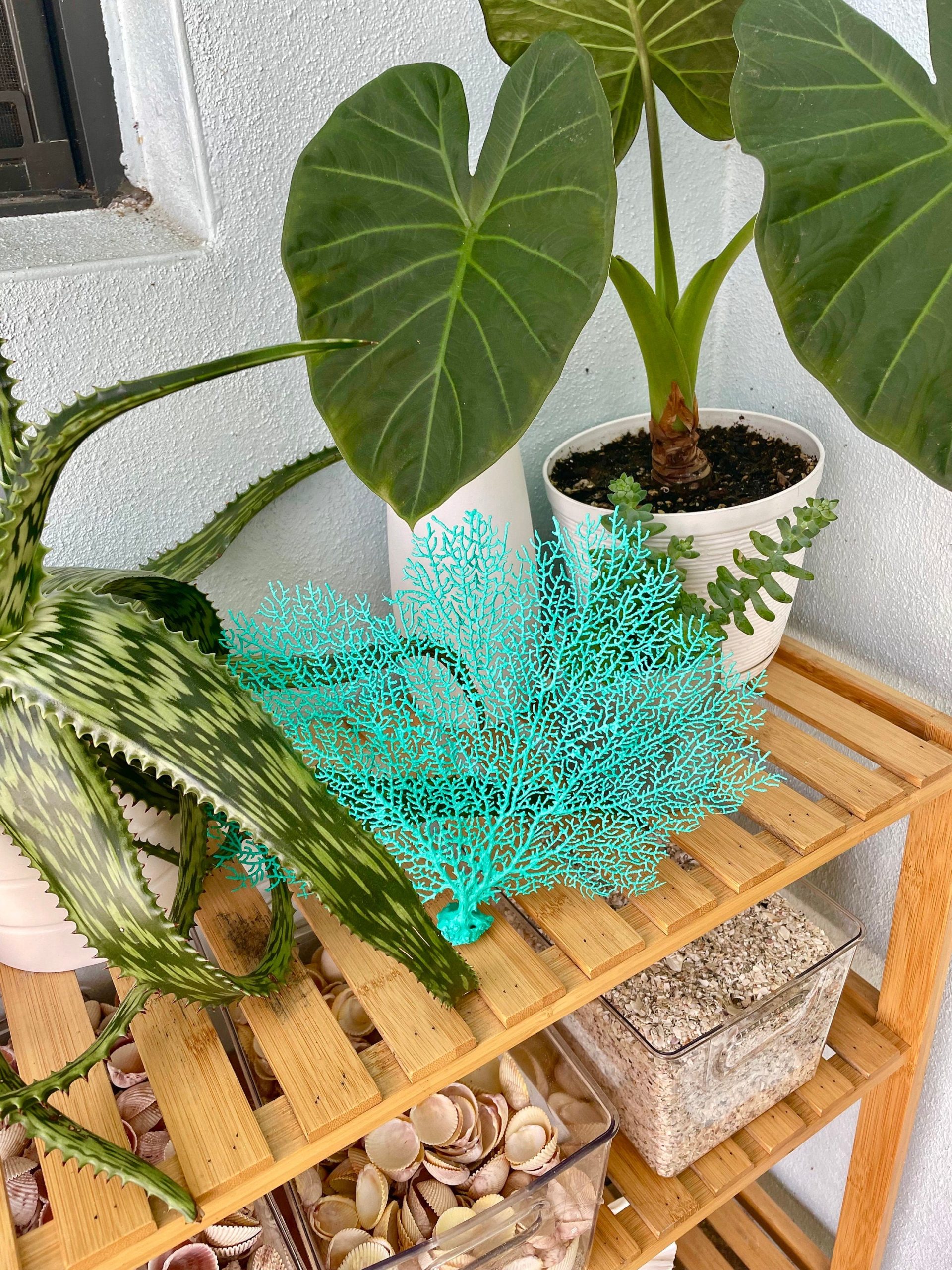 Aqua Sea Fan (8-20") *You Choose Size* Natural Hand Painted Coastal Décor - Image 2