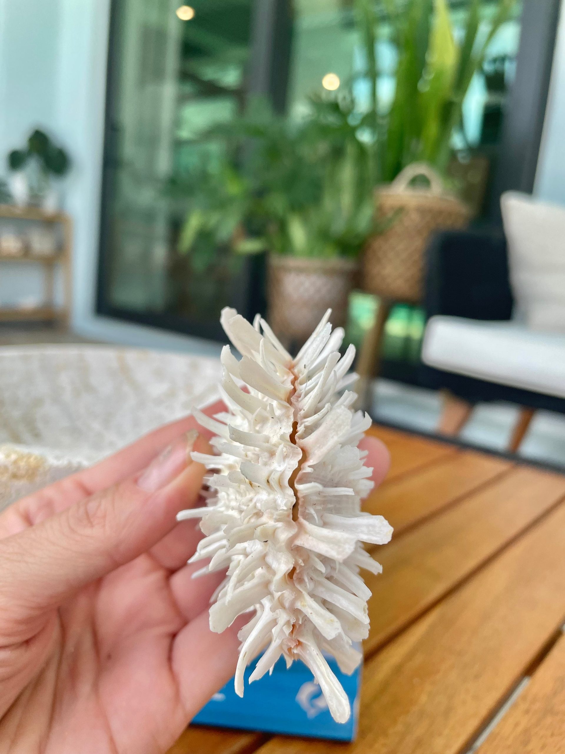 PACIFIC SPINY OYSTER Shells *All Sizes* White Paired Craft Display Seashell - Image 3