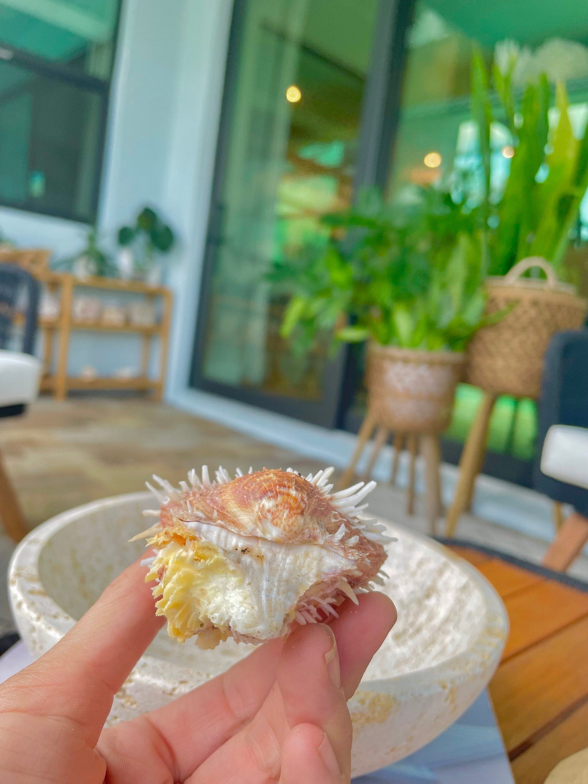 PACIFIC SPINY OYSTER Paired Shell *All Sizes* Yellow/Orange Seashell - Image 8