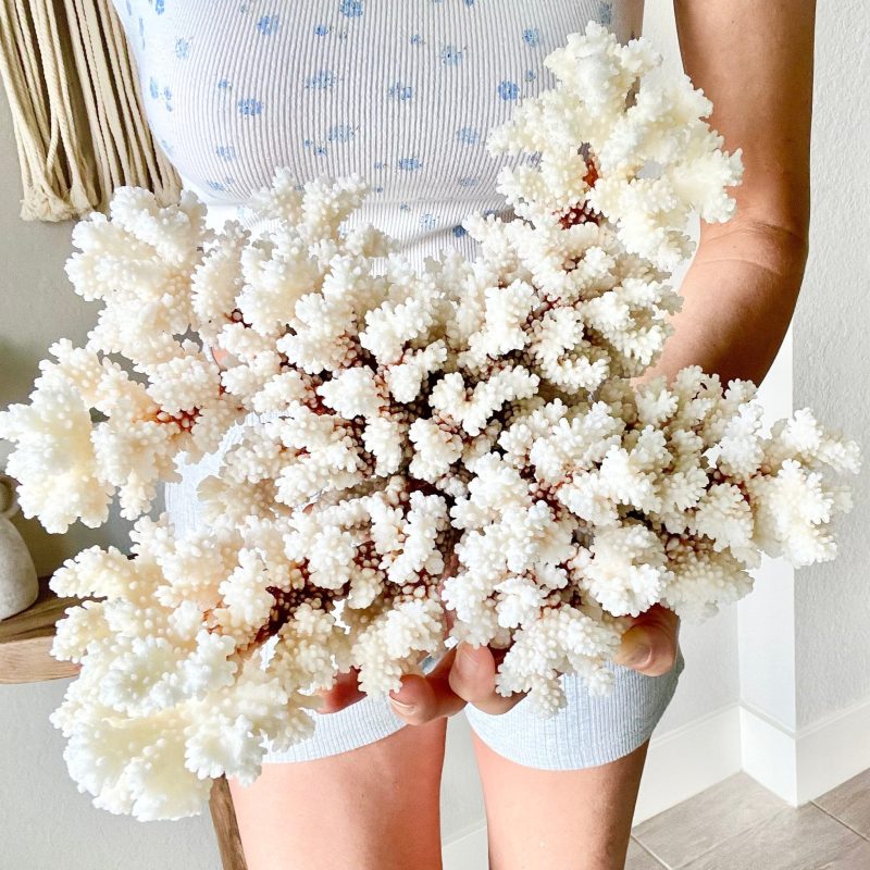 BROWNSTEM CORAL White *All Sizes* Authentic Natural Real Sea Fossil Coastal Décor