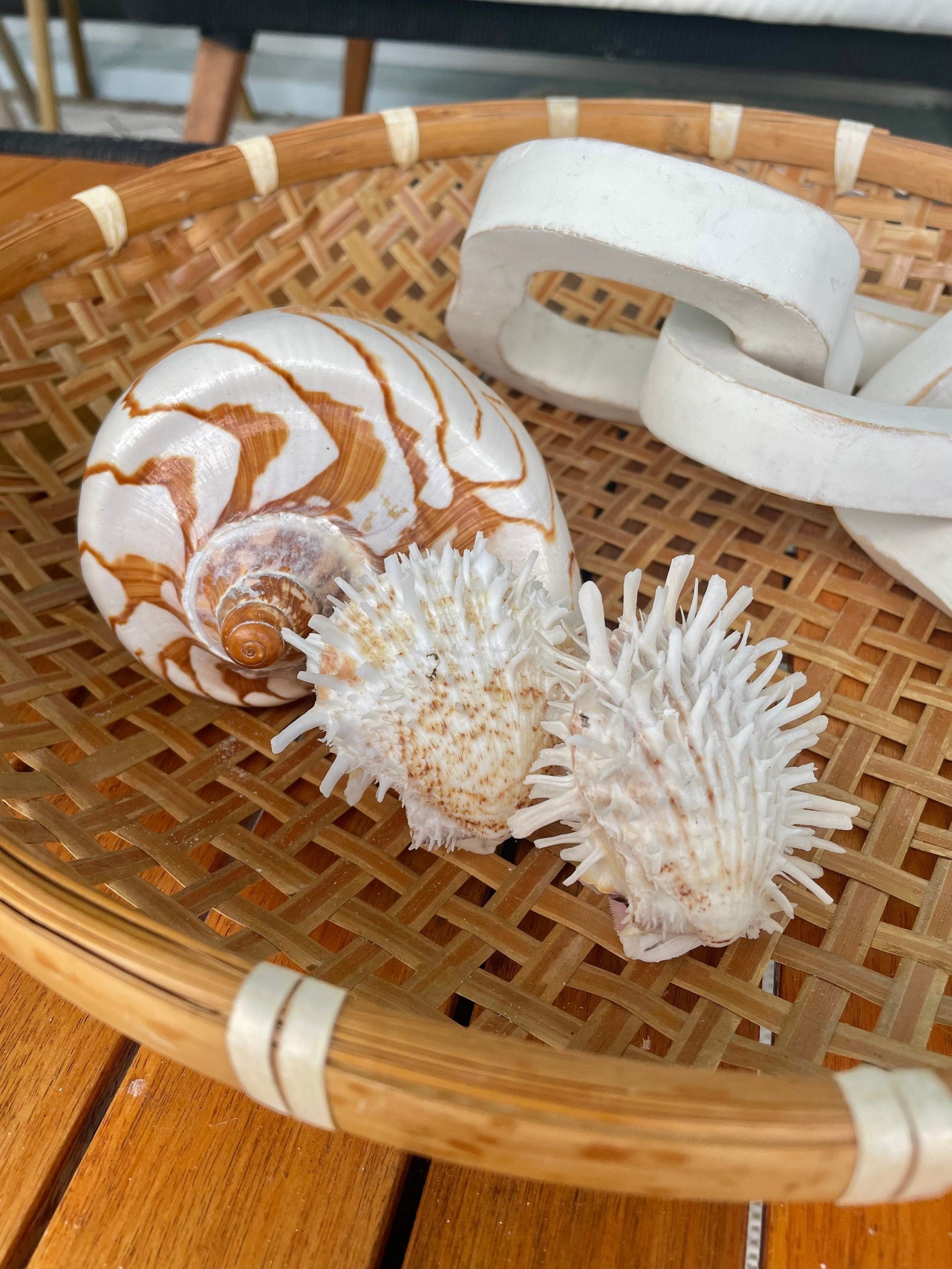 PACIFIC SPINY OYSTER Shells *All Sizes* White Paired Craft Display Seashell - Image 2