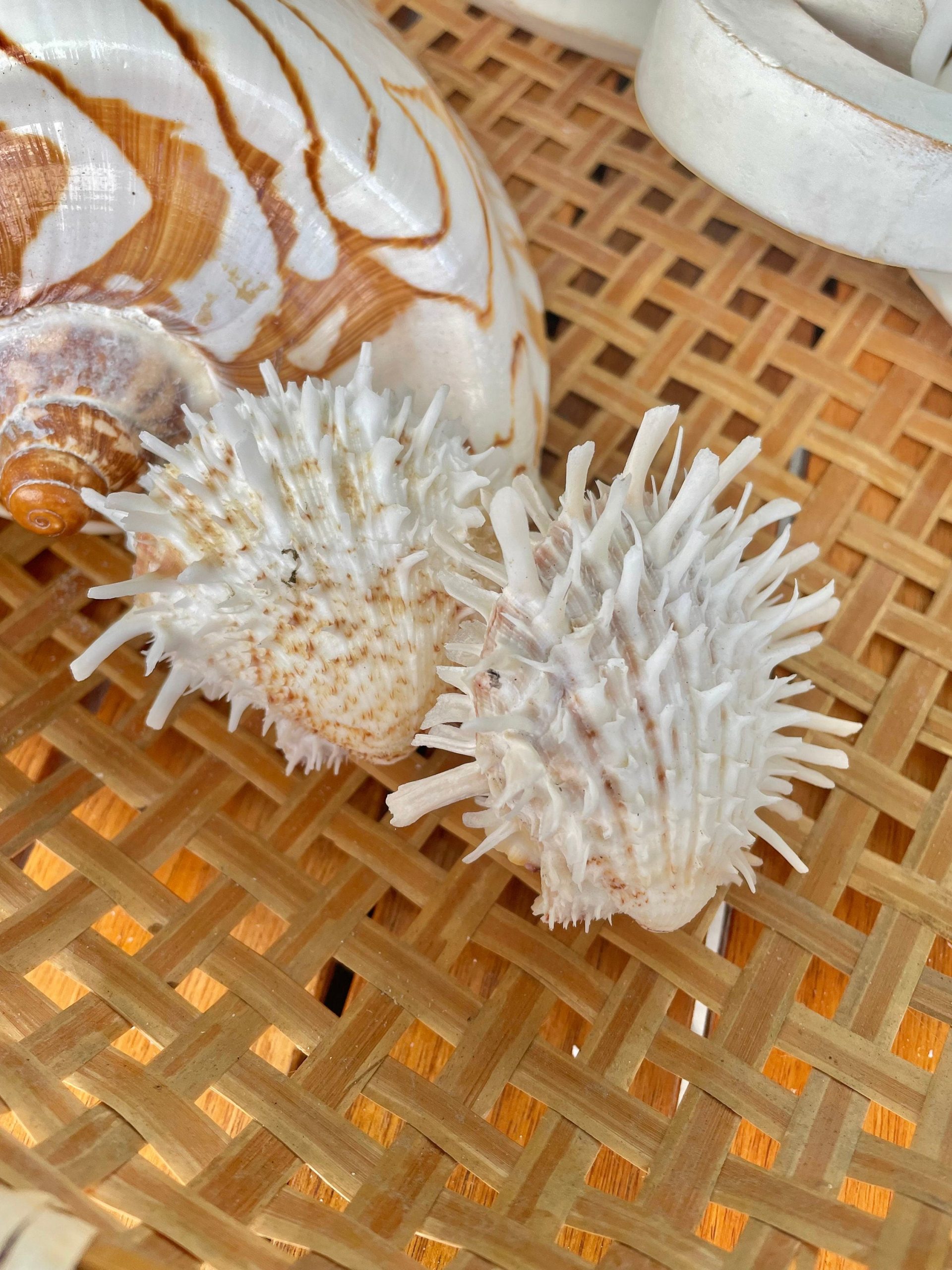 PACIFIC SPINY OYSTER Shells *All Sizes* White Paired Craft Display Seashell - Image 5
